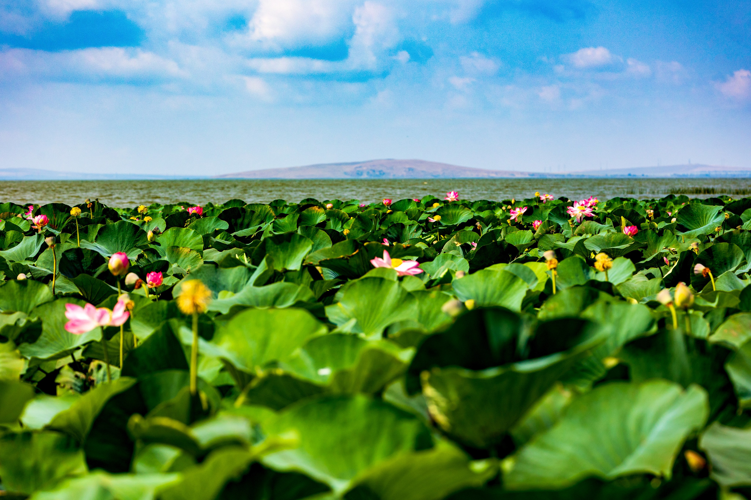 ЛОТОСЫ. Фотограф Владимир Роля