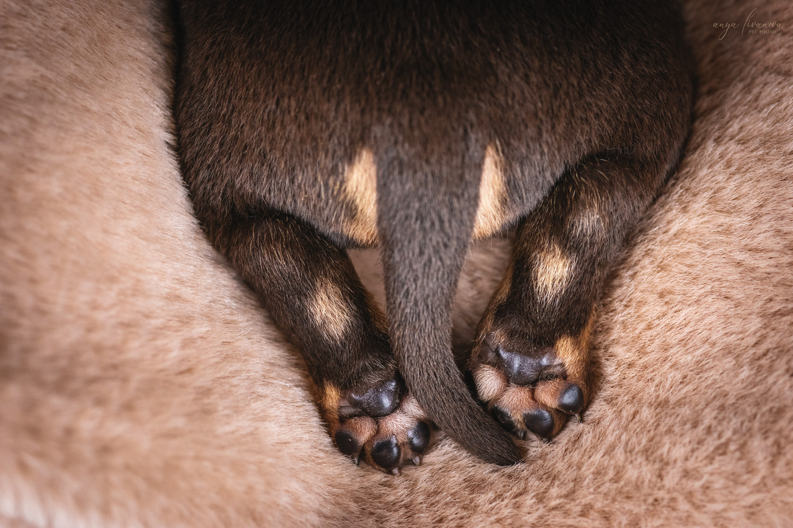 Амбулли. Фотограф анималист Аня Ливанова | Рыбинск