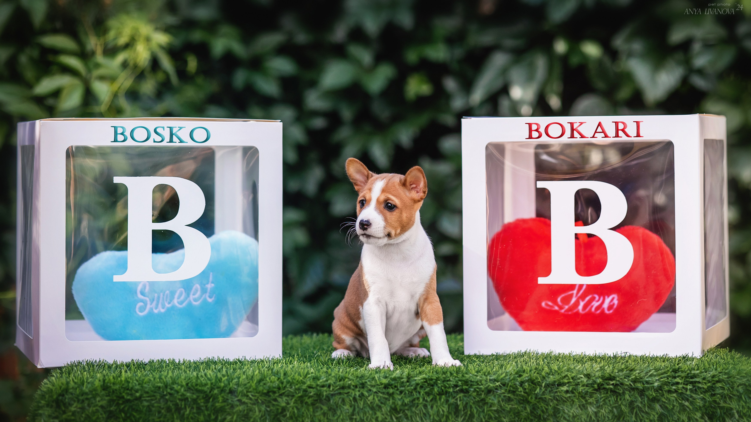 Басенджи. Фотограф анималист Аня Ливанова | Рыбинск