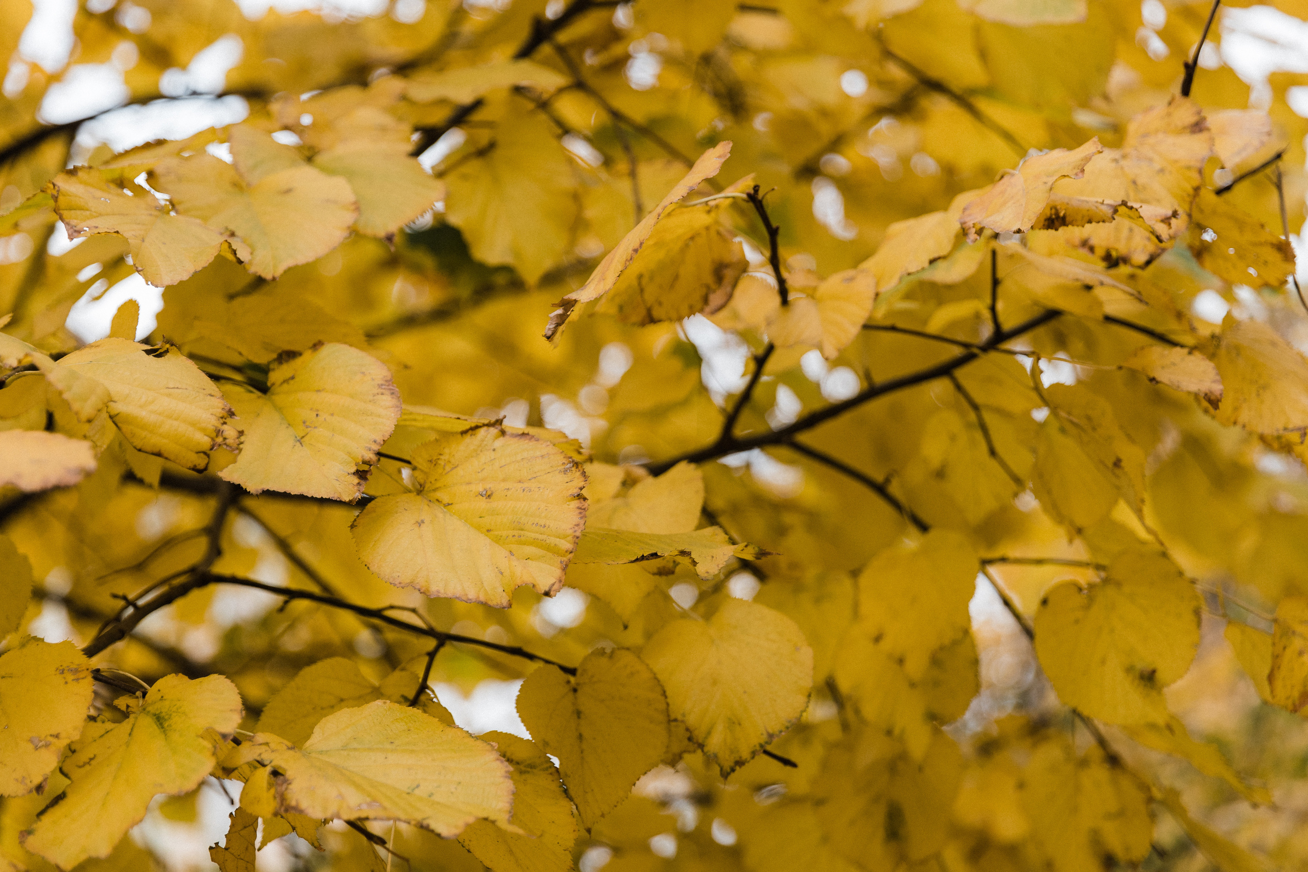 Ислам и Александра. Свадебный фотограф в Краснодаре