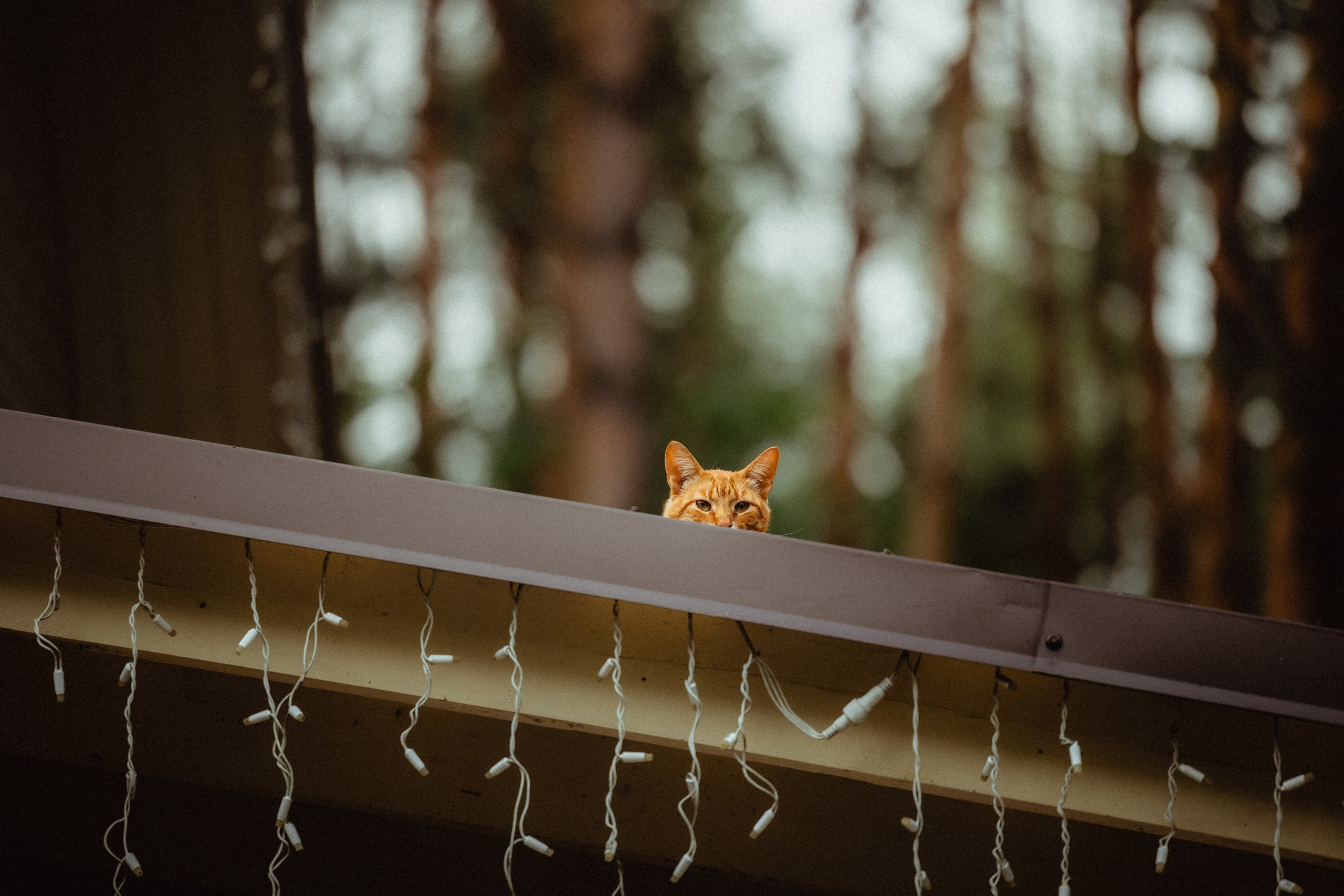Выездной дог-тренинг от школы «Шерсть имею»