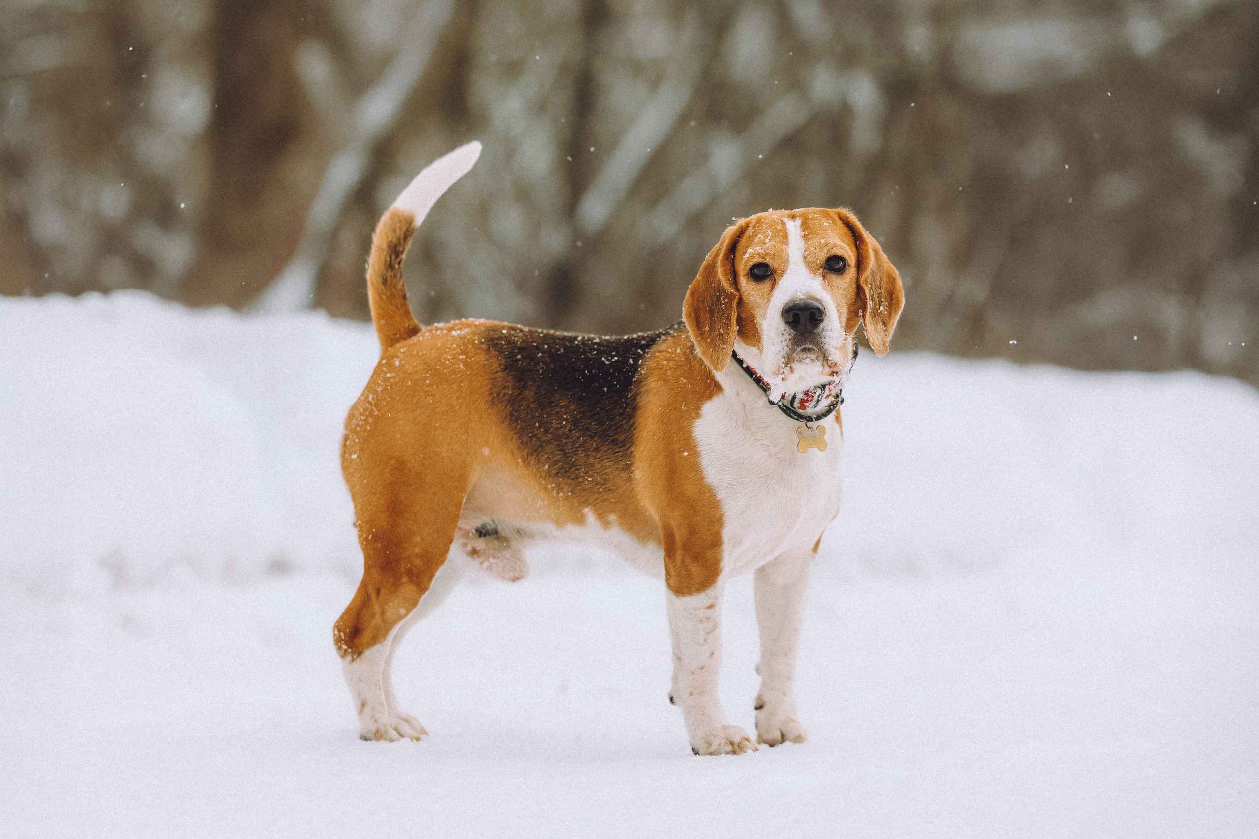 Роман, Портер и Коррес