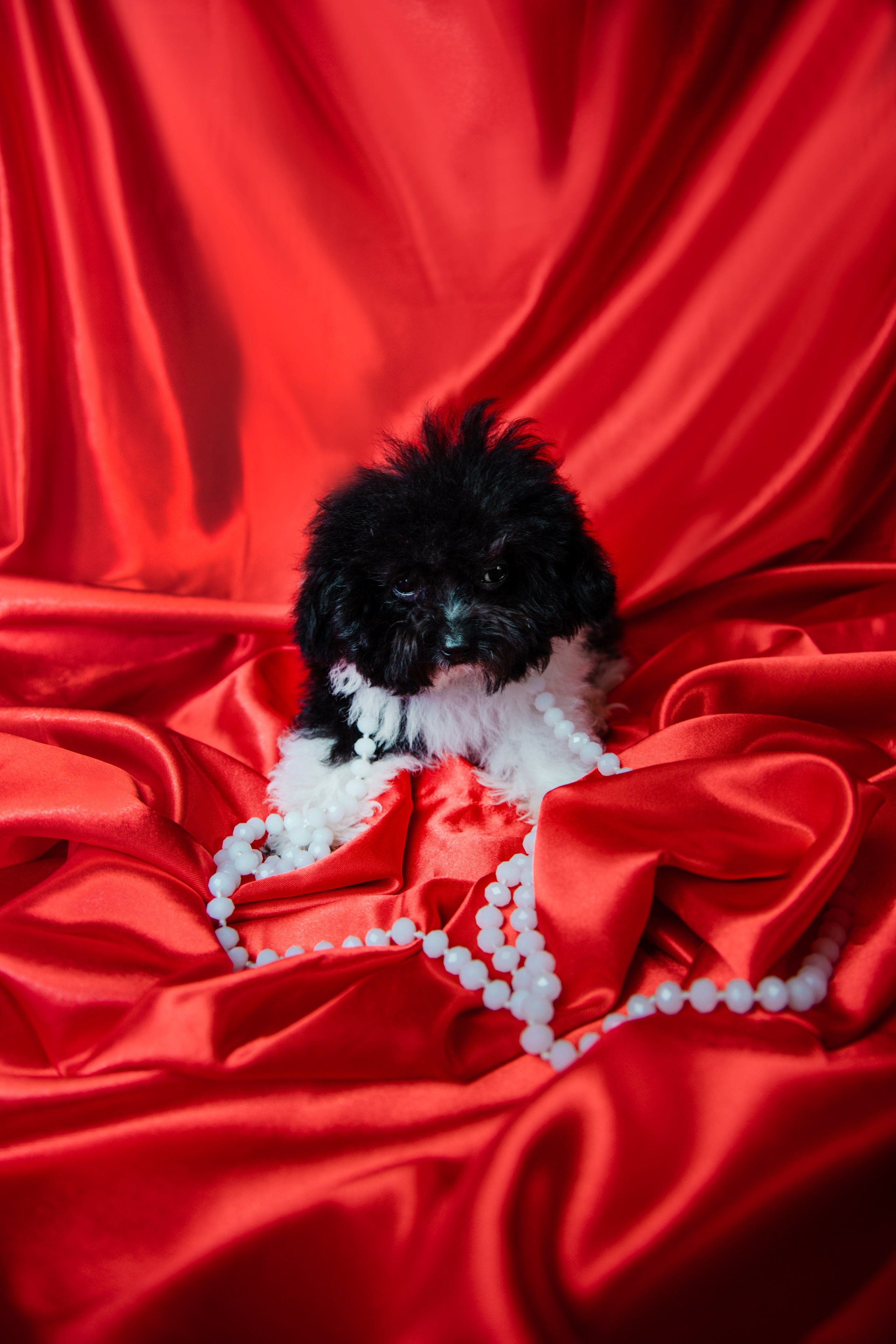 Фотограф Татьяна Марсуверских г. Жуковский, Москва и Мо. Репортажные съёмки, фотосессии,  фотограф анималист, фотосъёмка животных. Фотограф для маркетплейсов, фотоуслуги в Жуковском Татьяна Марсуверских