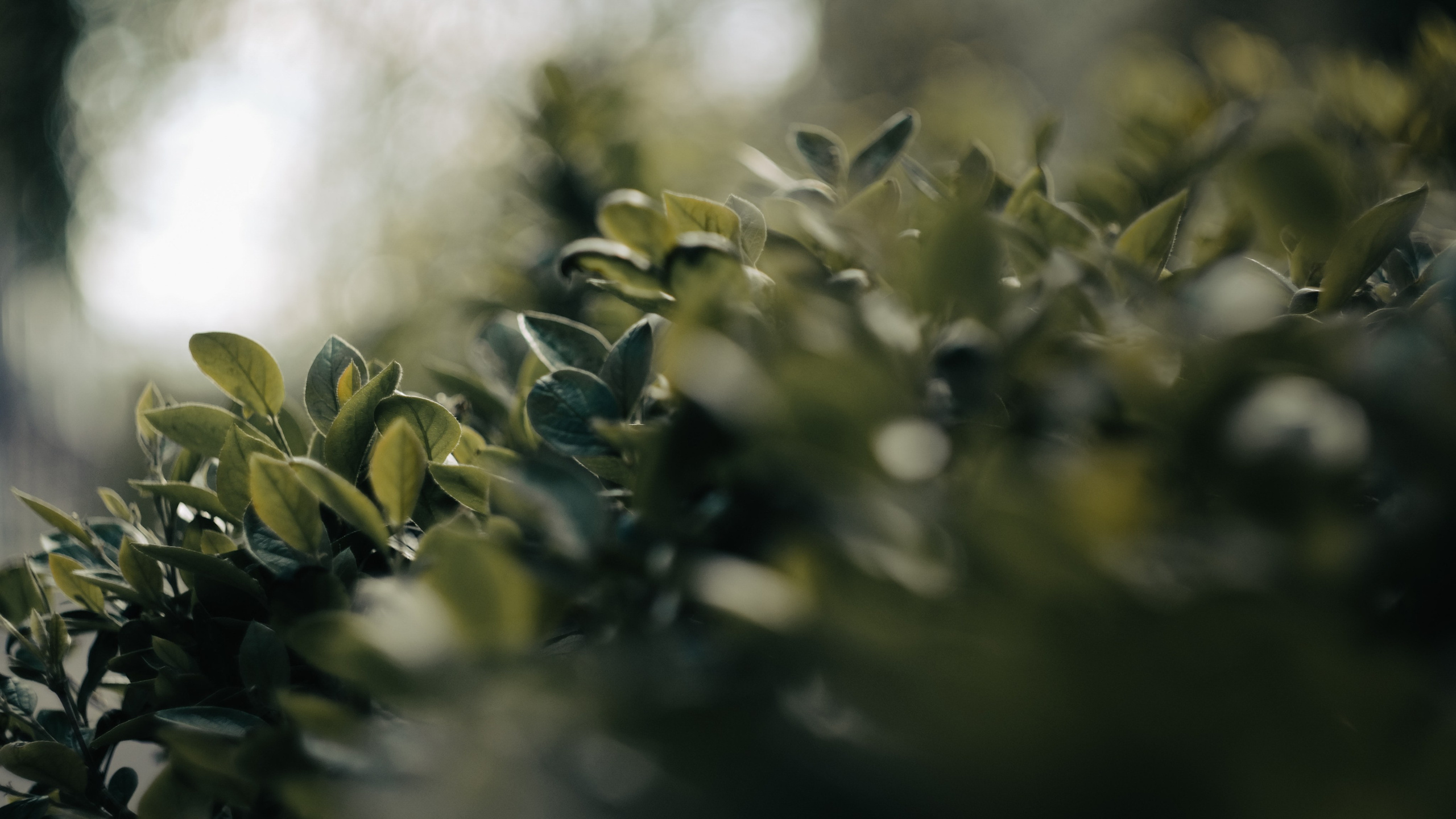 Чем дальше в лес. KRUTOVA_фотографирую жизнь