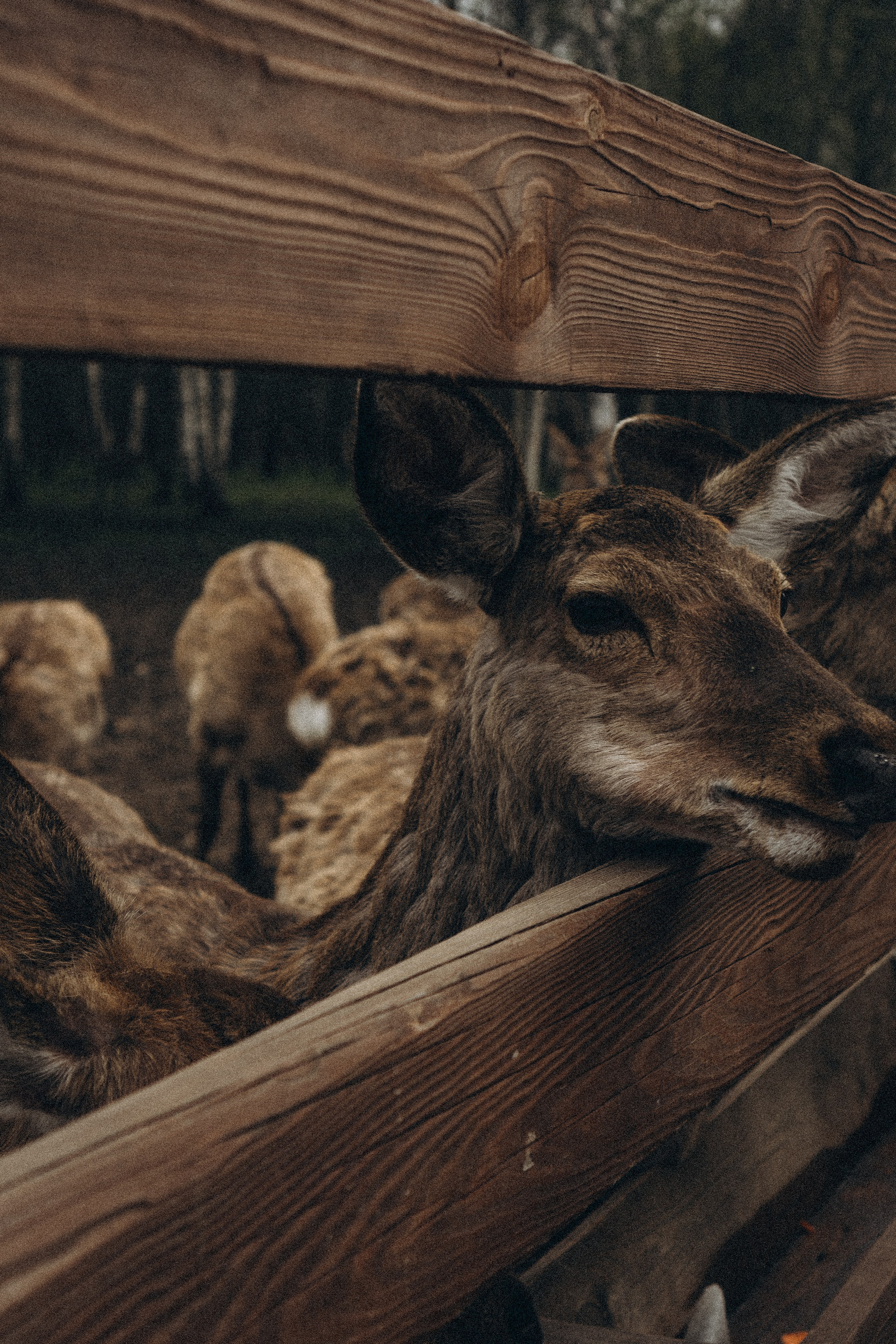 ОЛЕНЬЯ ФЕРМА В ТВЕРИ. Профессиональный фотограф, Санкт-Петербург — Виктория Богомолова