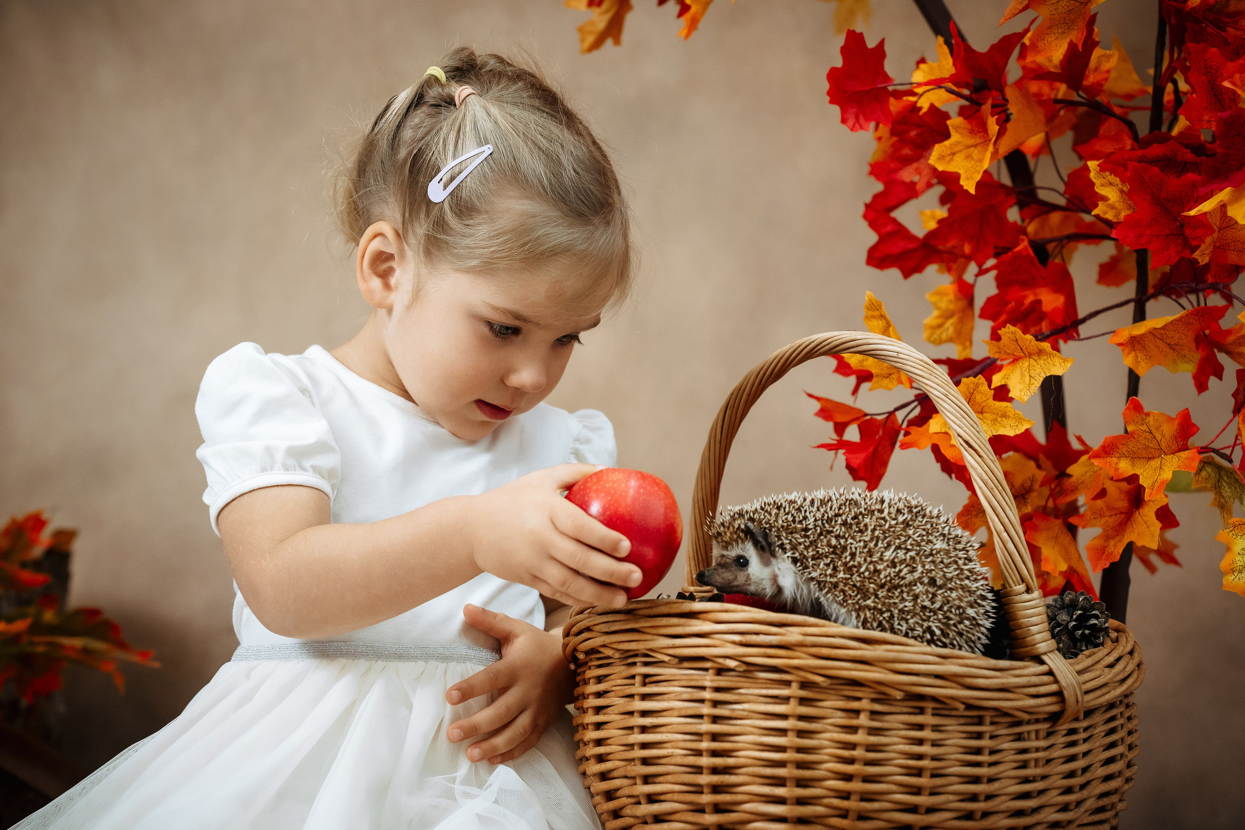 Ёжик. Фотограф Казакова Анастасия