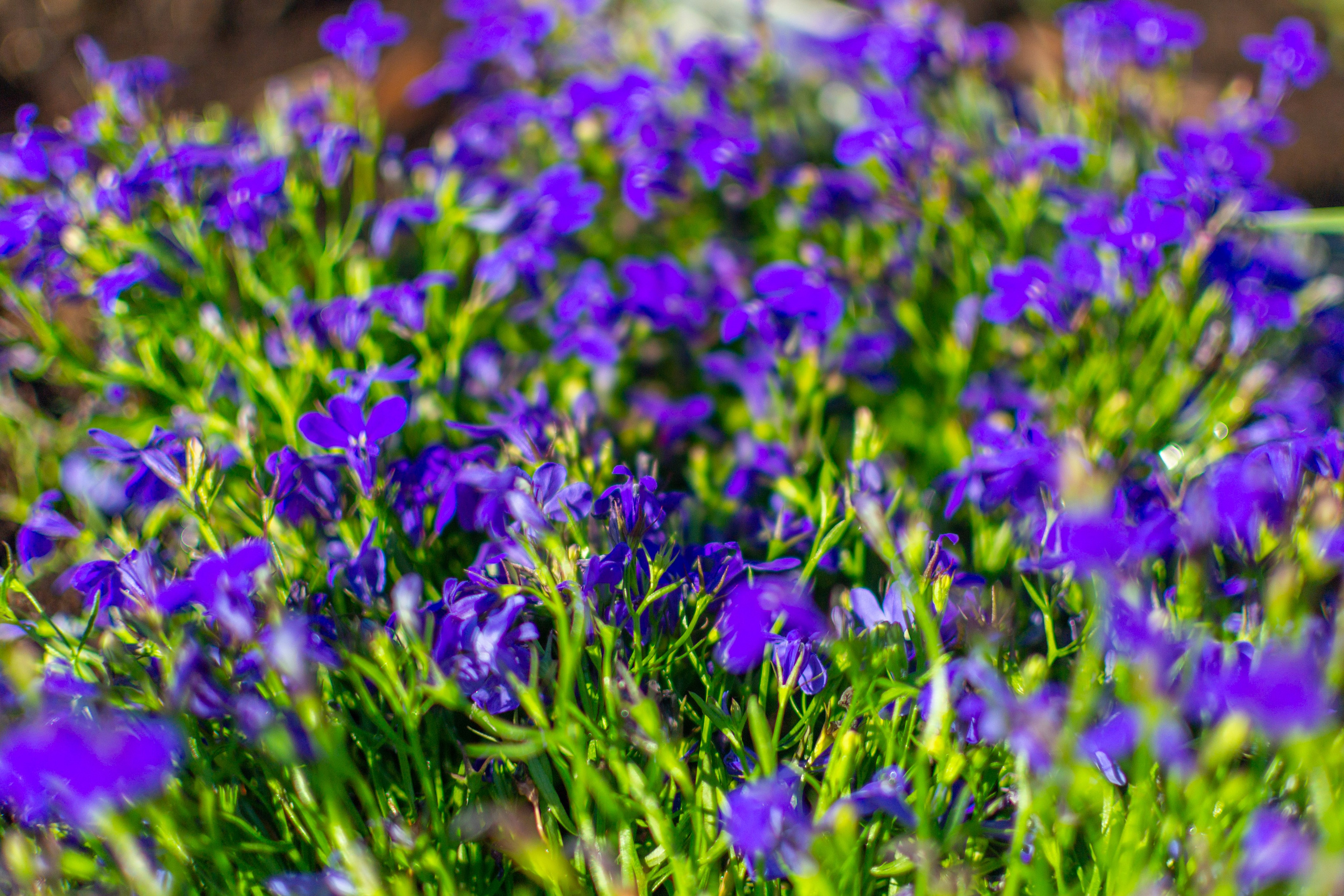 Тульская областная онкологическая больница (лето-цветы, NIKON D3100 35 мм F1,8)). Фотограф в Туле Крупский АнДРей. Фотостудия «КАДР71» в Туле