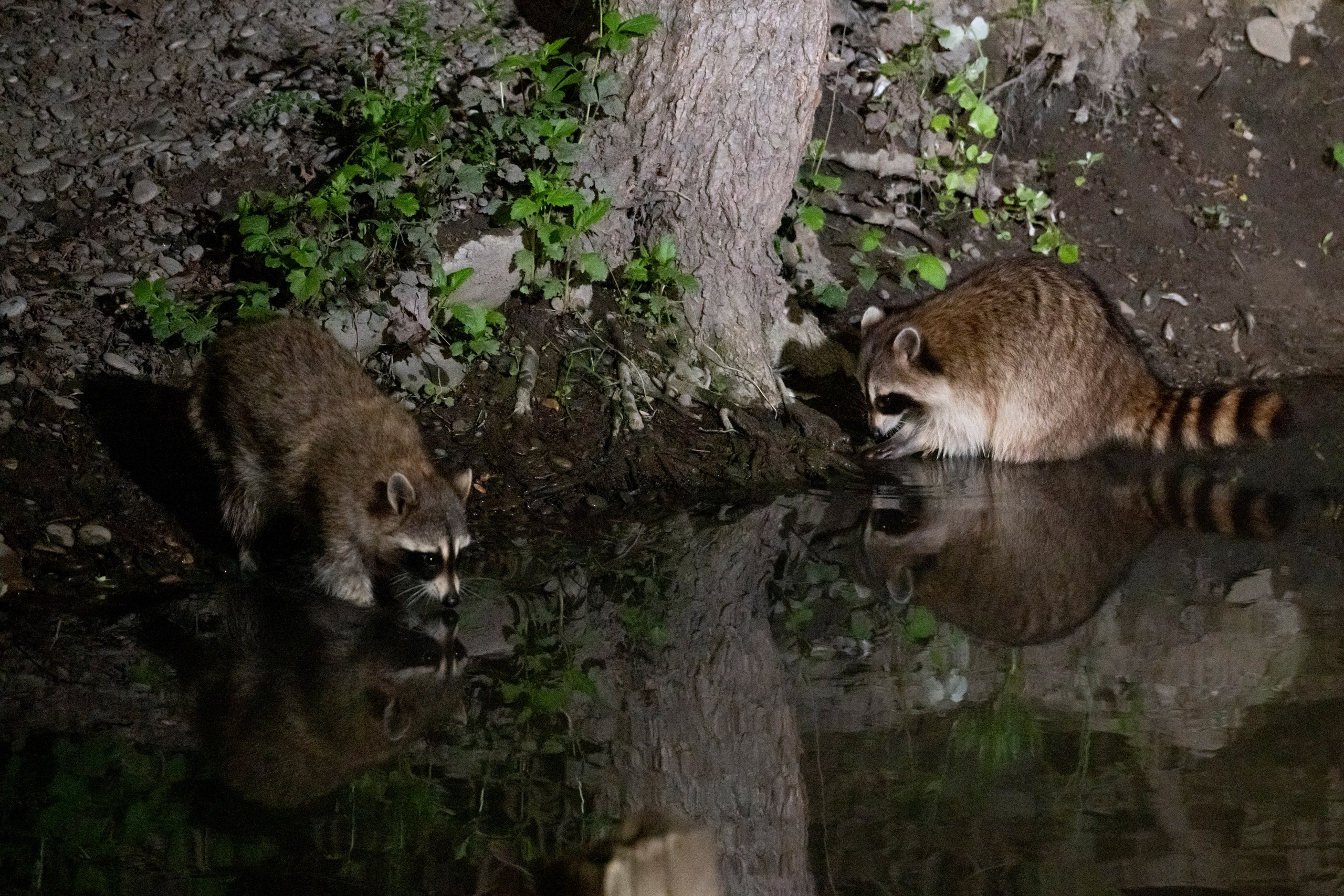 Дикая природа Дагестана. Май 2025 г. Foto-Zuev фотография как искусство