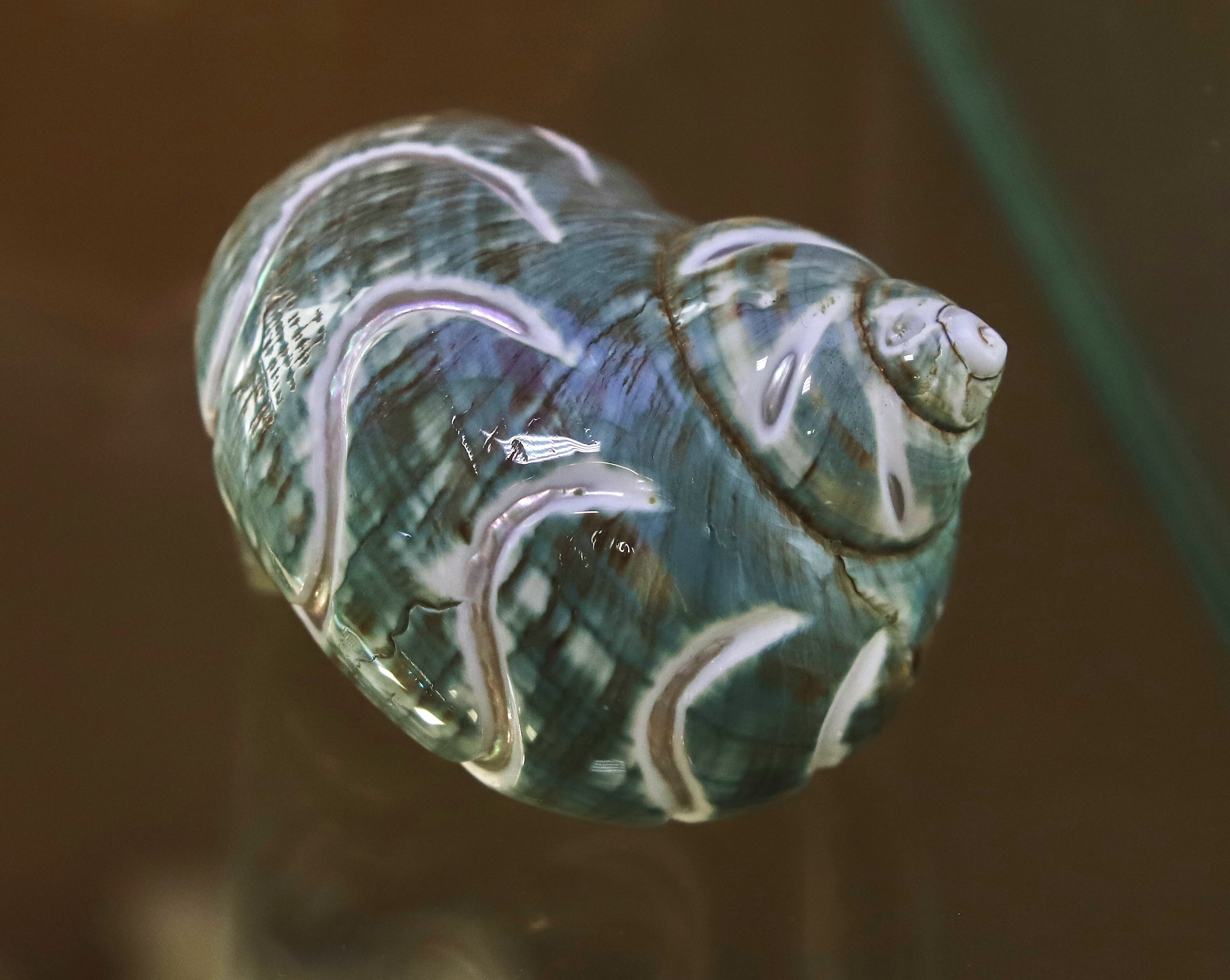 Морской калейдоскоп. Фотограф Юлия Маринина