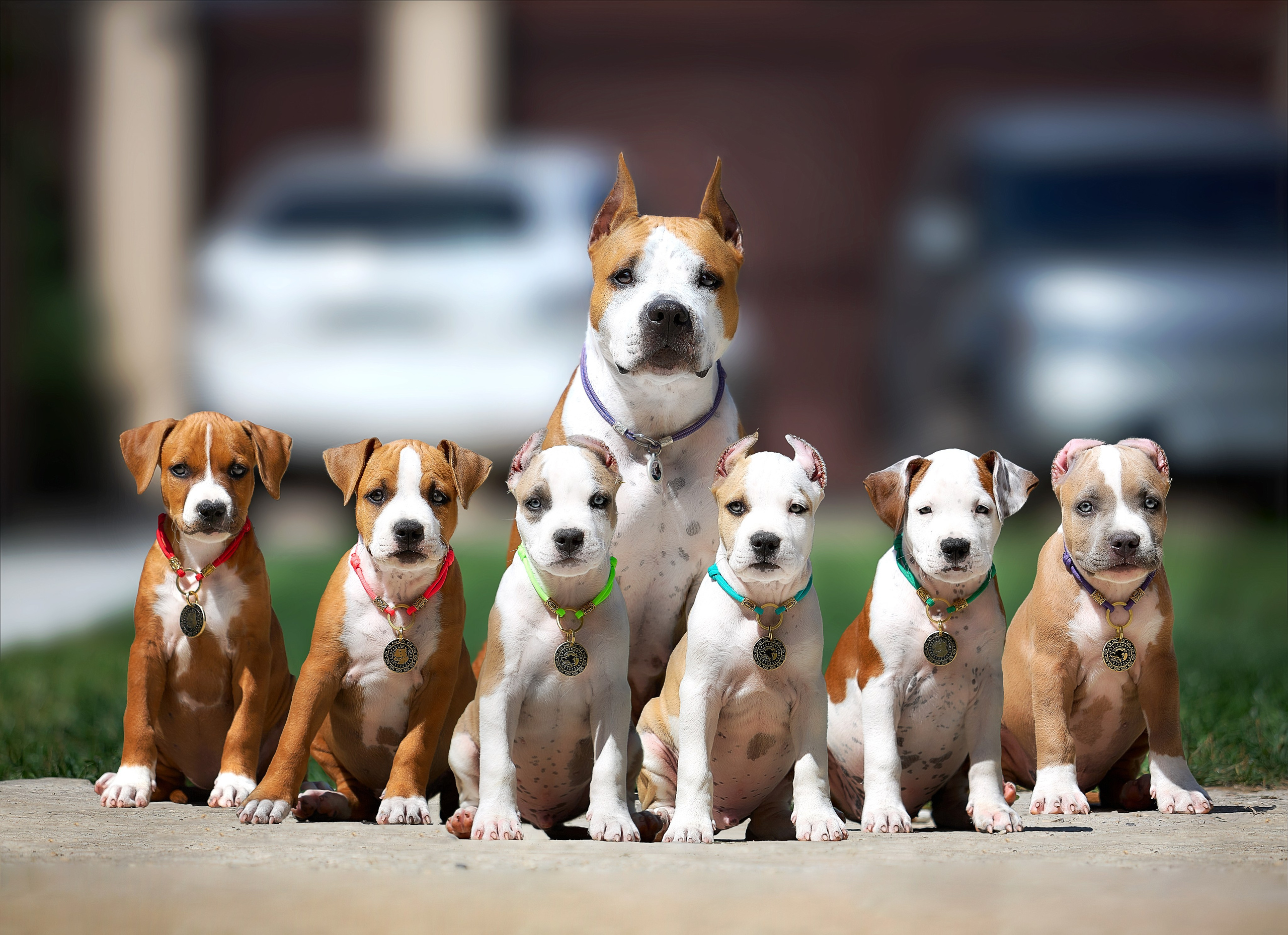 Фотограф-анималист в Москве Евгения Старостина