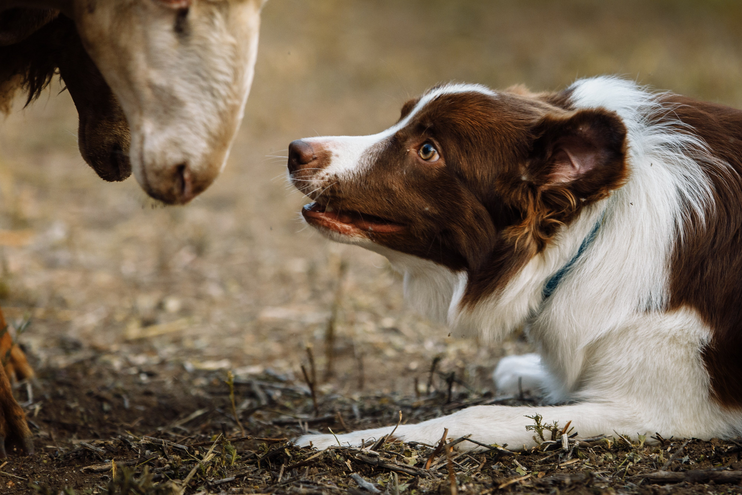 Овечий день. О нас