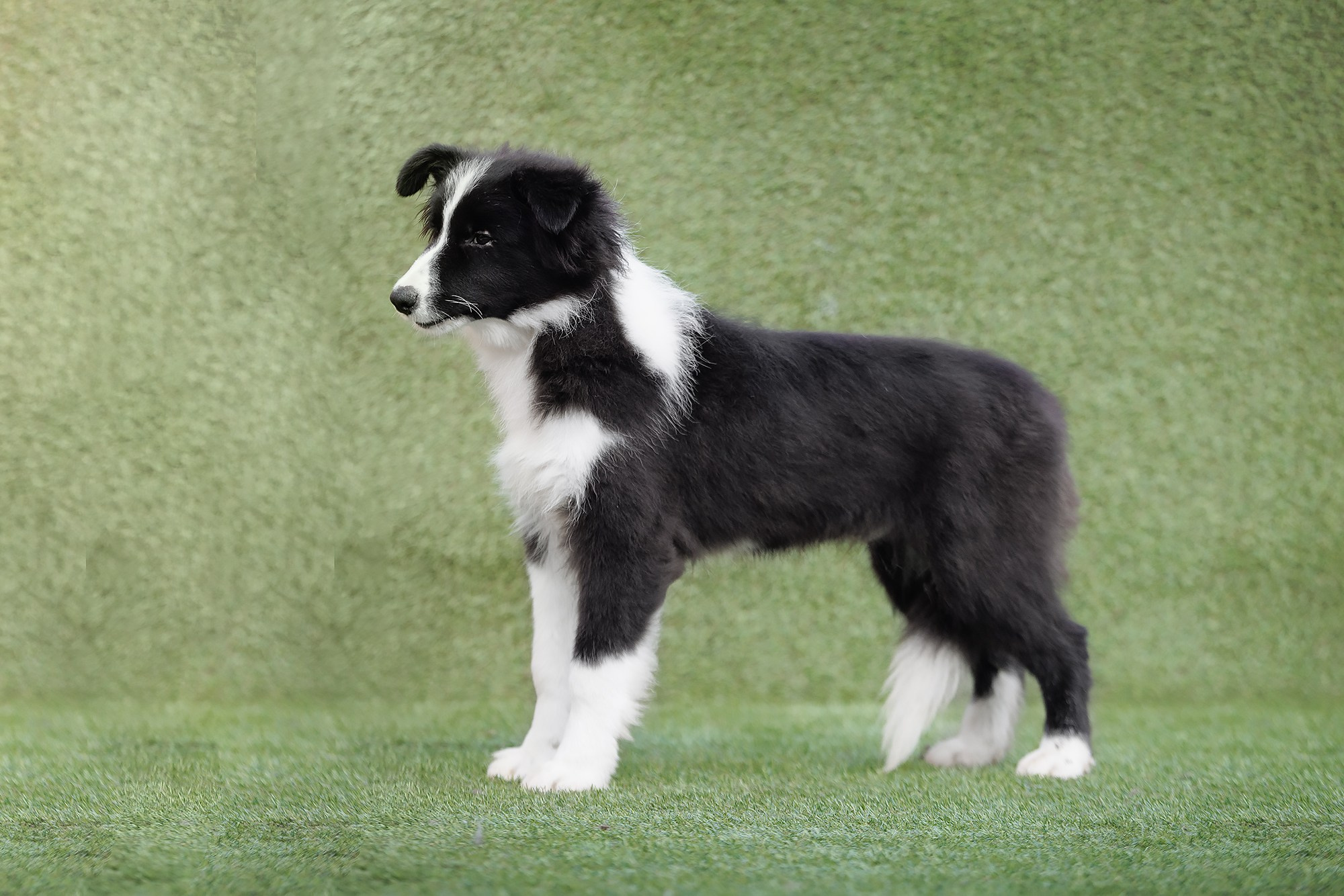 Трава у дома. О нас