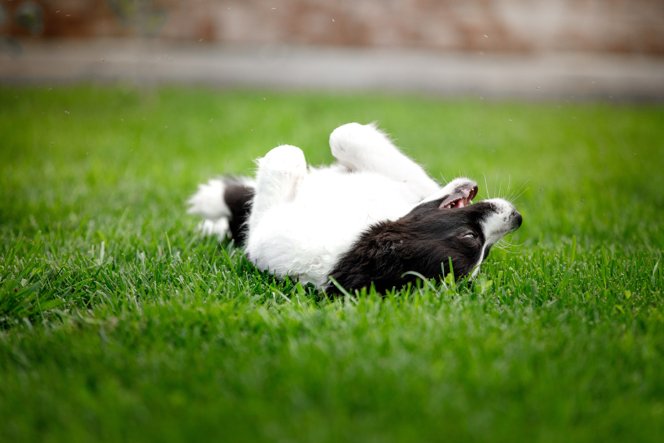 Болтовня в саду. О нас