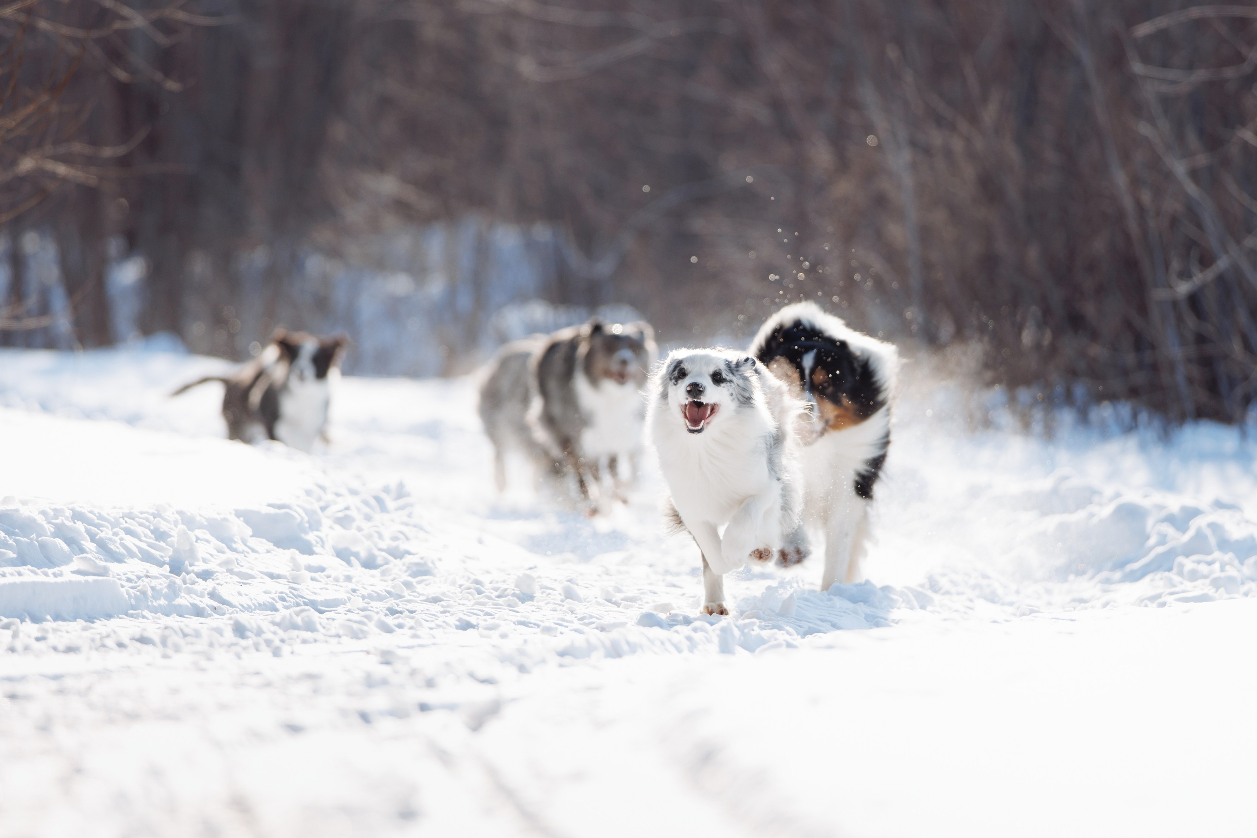 Яркий январь. О нас