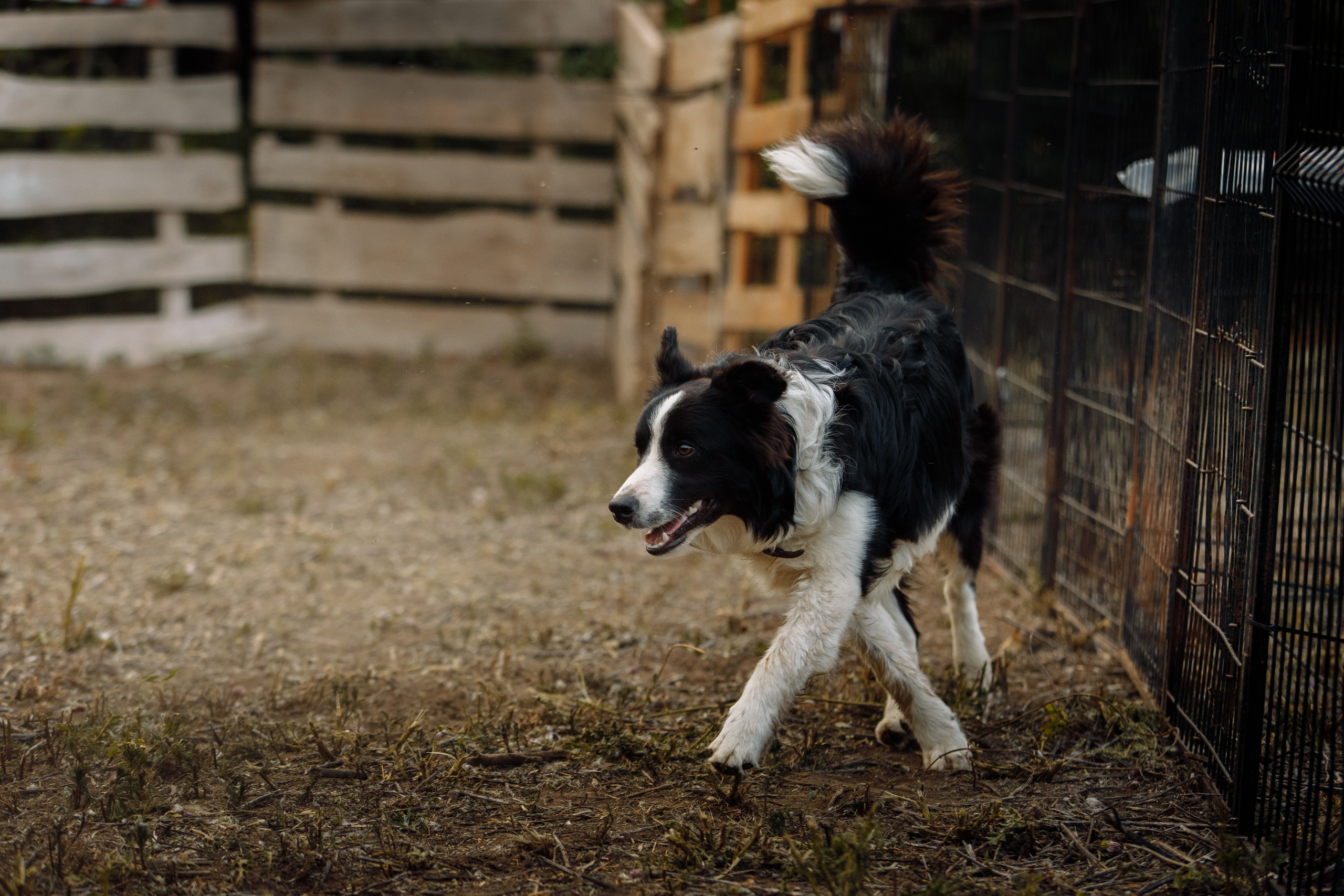 Овечий день. О нас