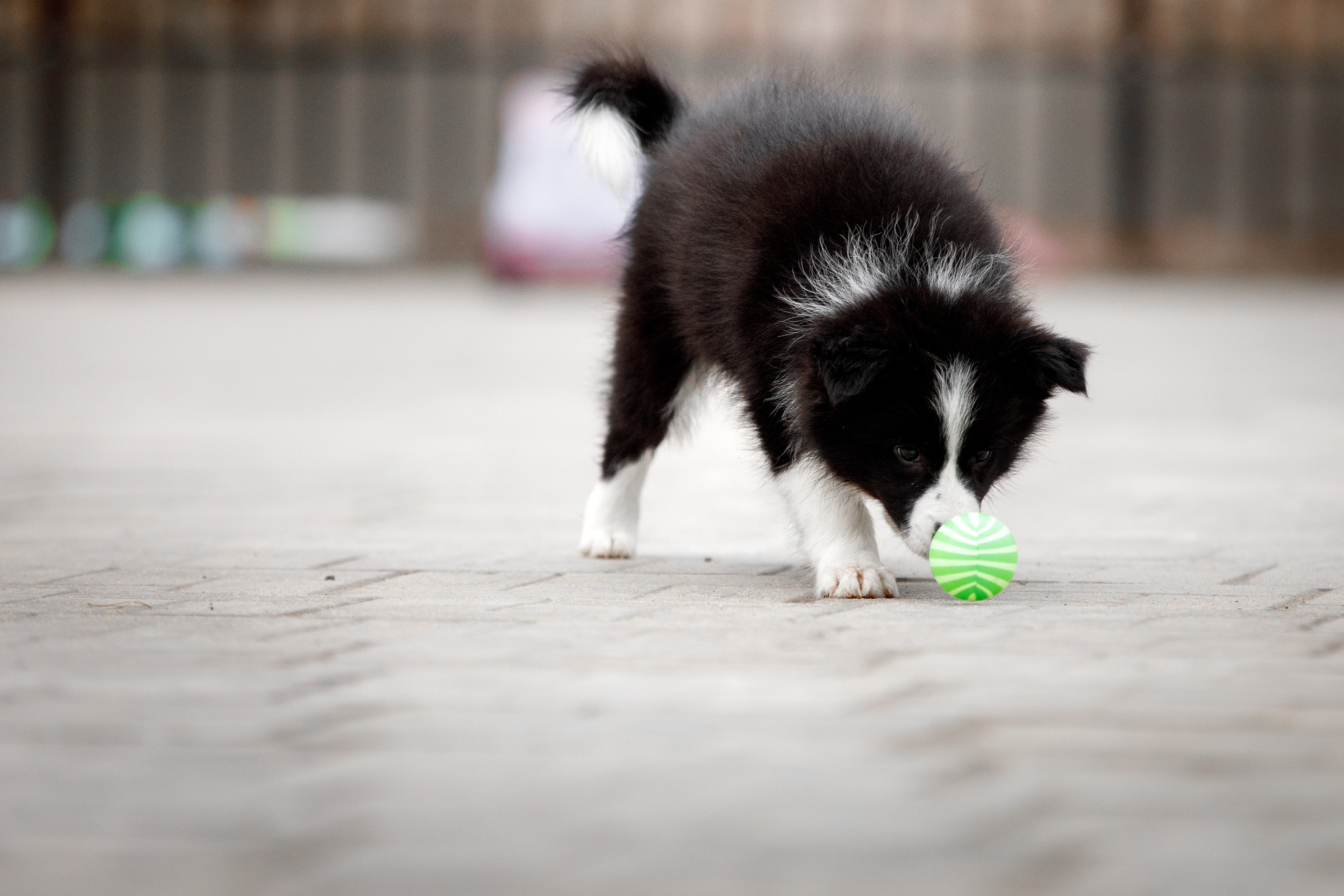 Болтовня в саду. О нас
