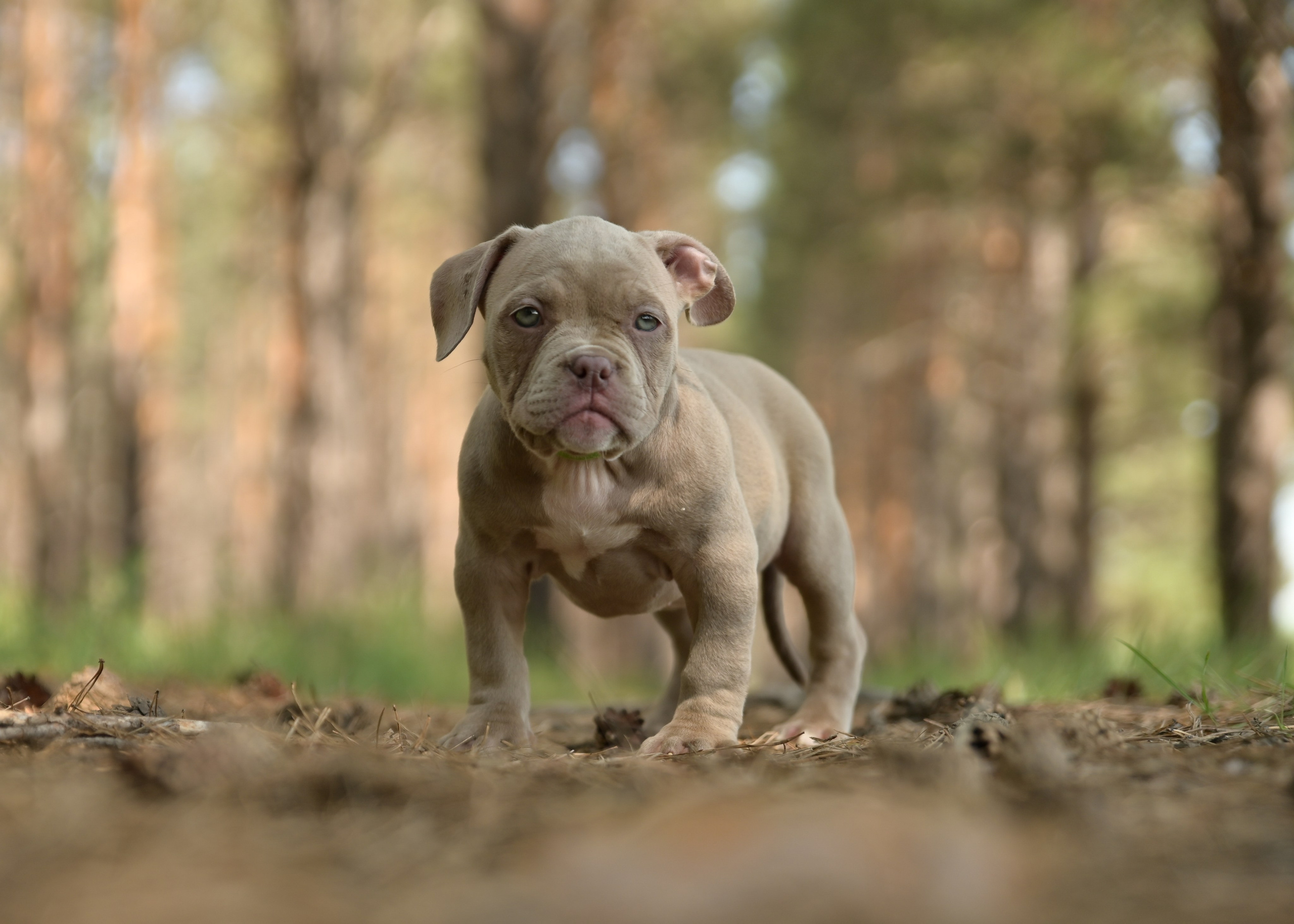 Свободные щенки Американский Булли в Иркутске. Питомник собак Иркутск
