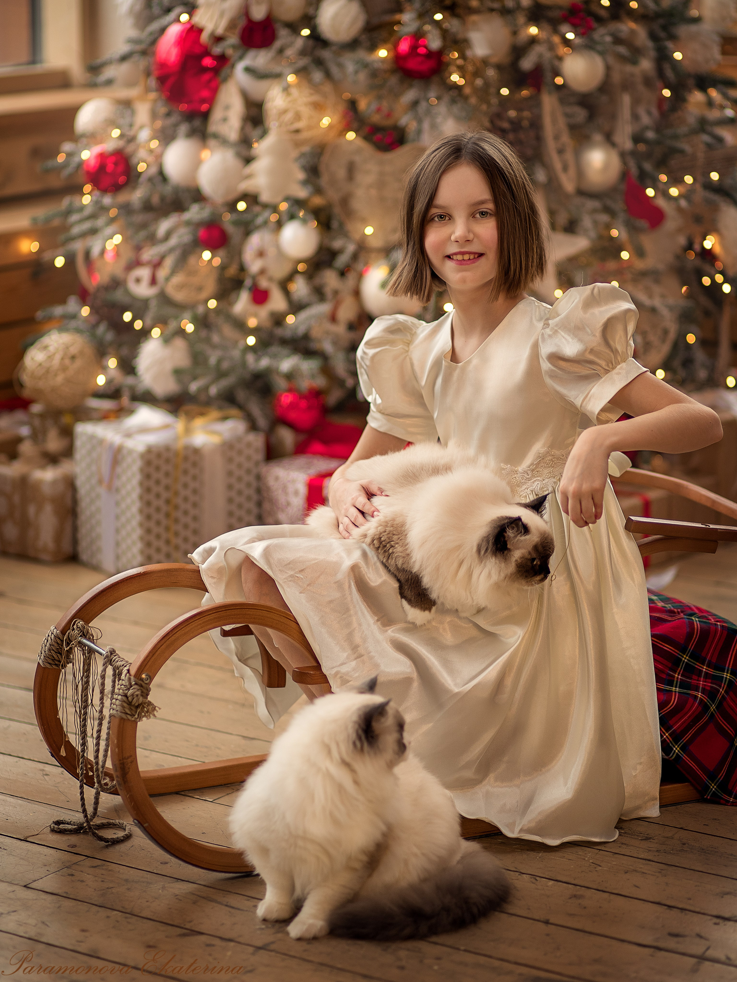 Новогодние котики. Семейный и детский фотограф В Москве Парамонова Екатерина