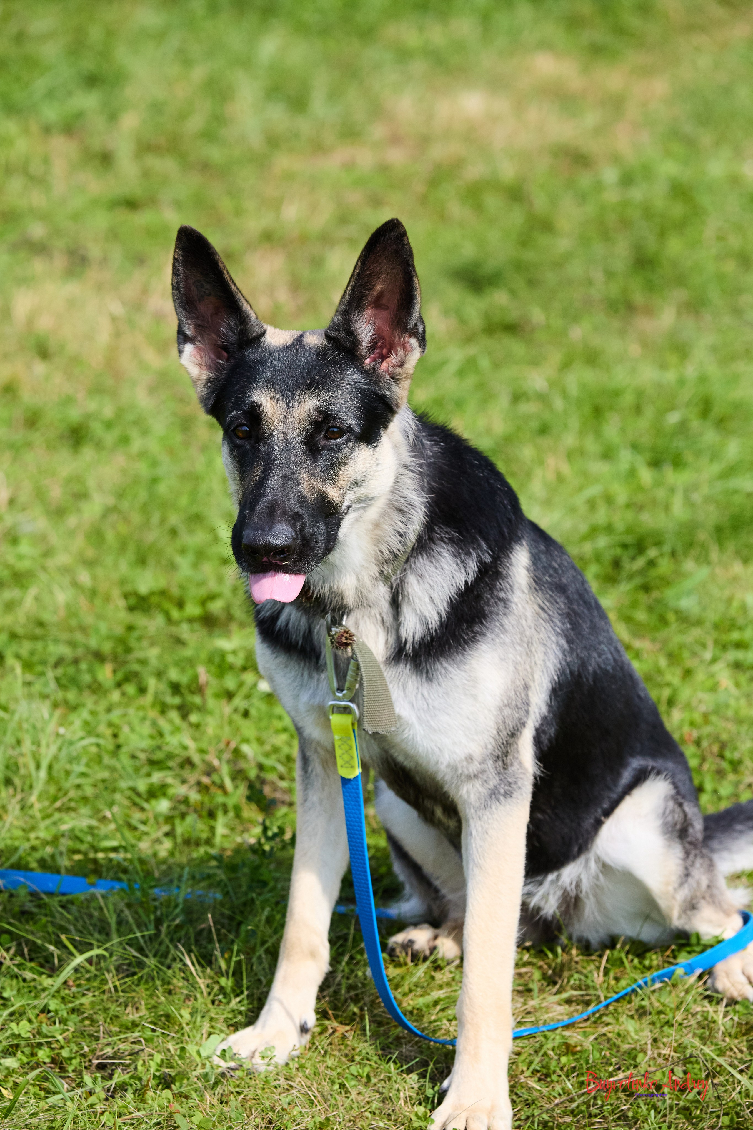 Проект фотопрогулка с хвостиком. Buyvolenko Andrey