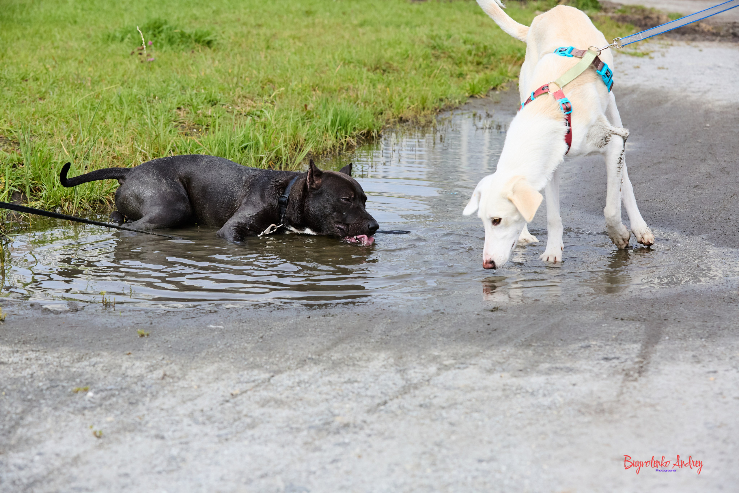Проект фотопрогулка с хвостиком. Buyvolenko Andrey