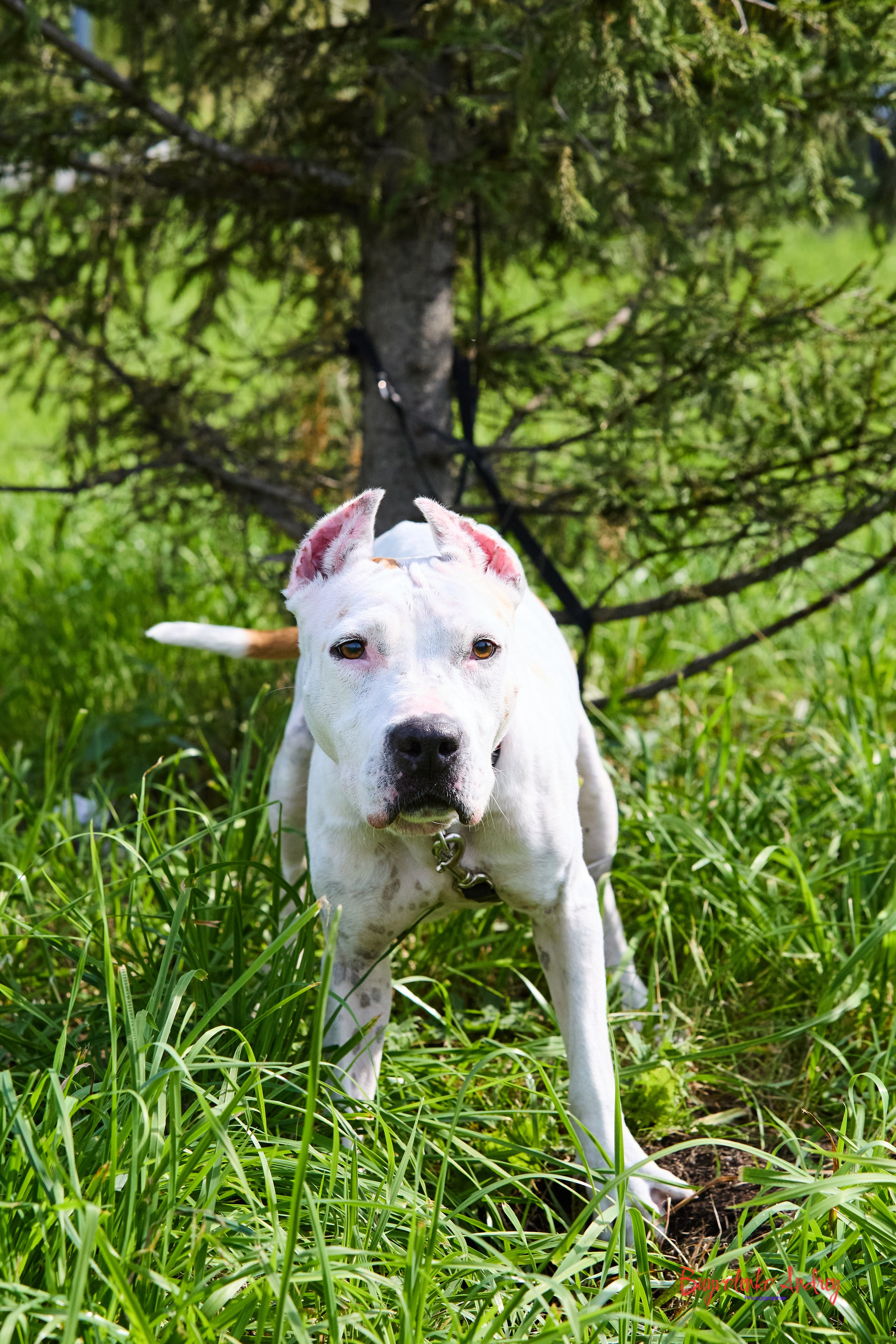 Проект фотопрогулка с хвостиком. Buyvolenko Andrey