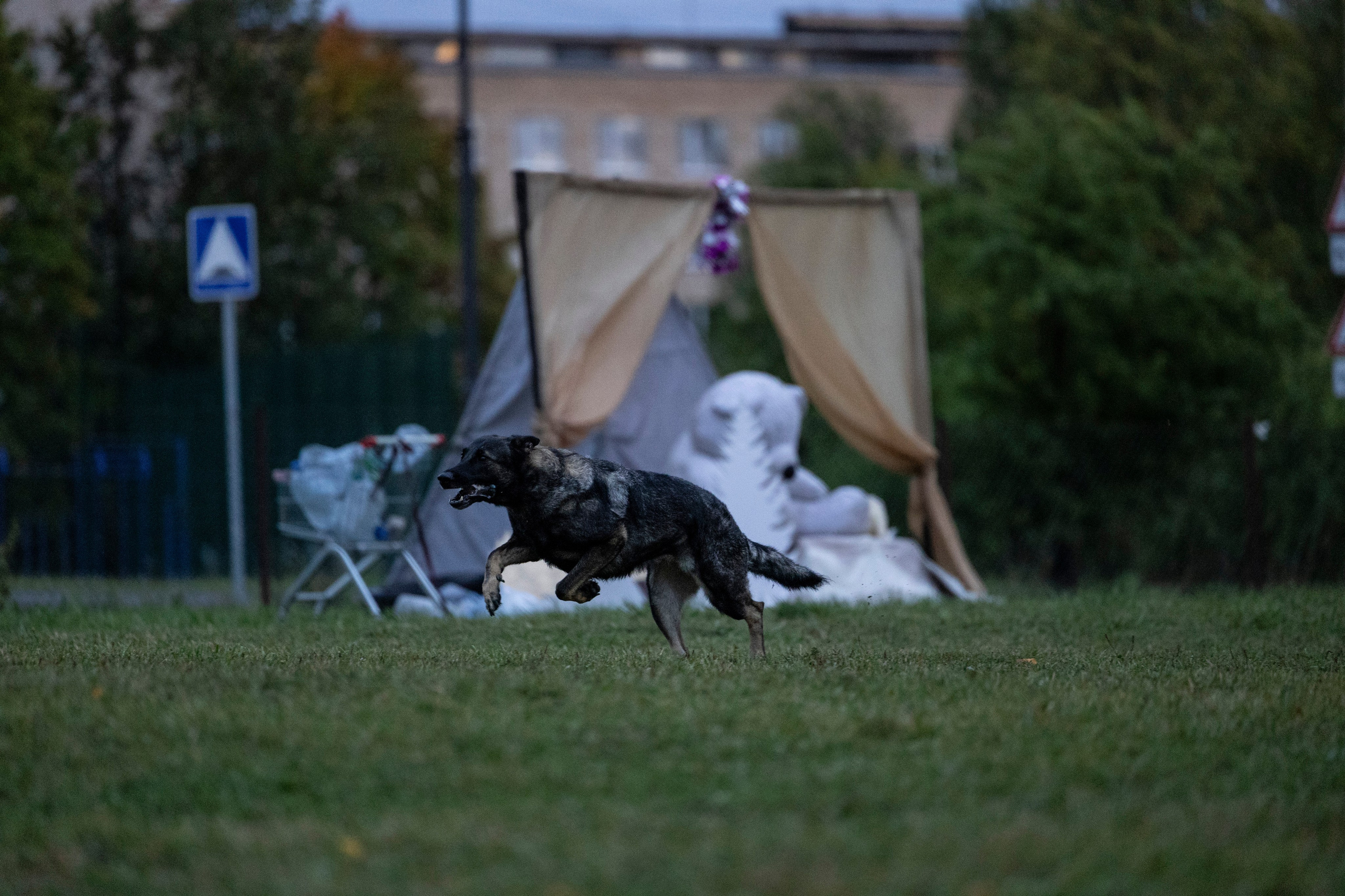 Испытания по Мондьорингу г. Пушкин. Фотограф-анималист Анна Маринич
