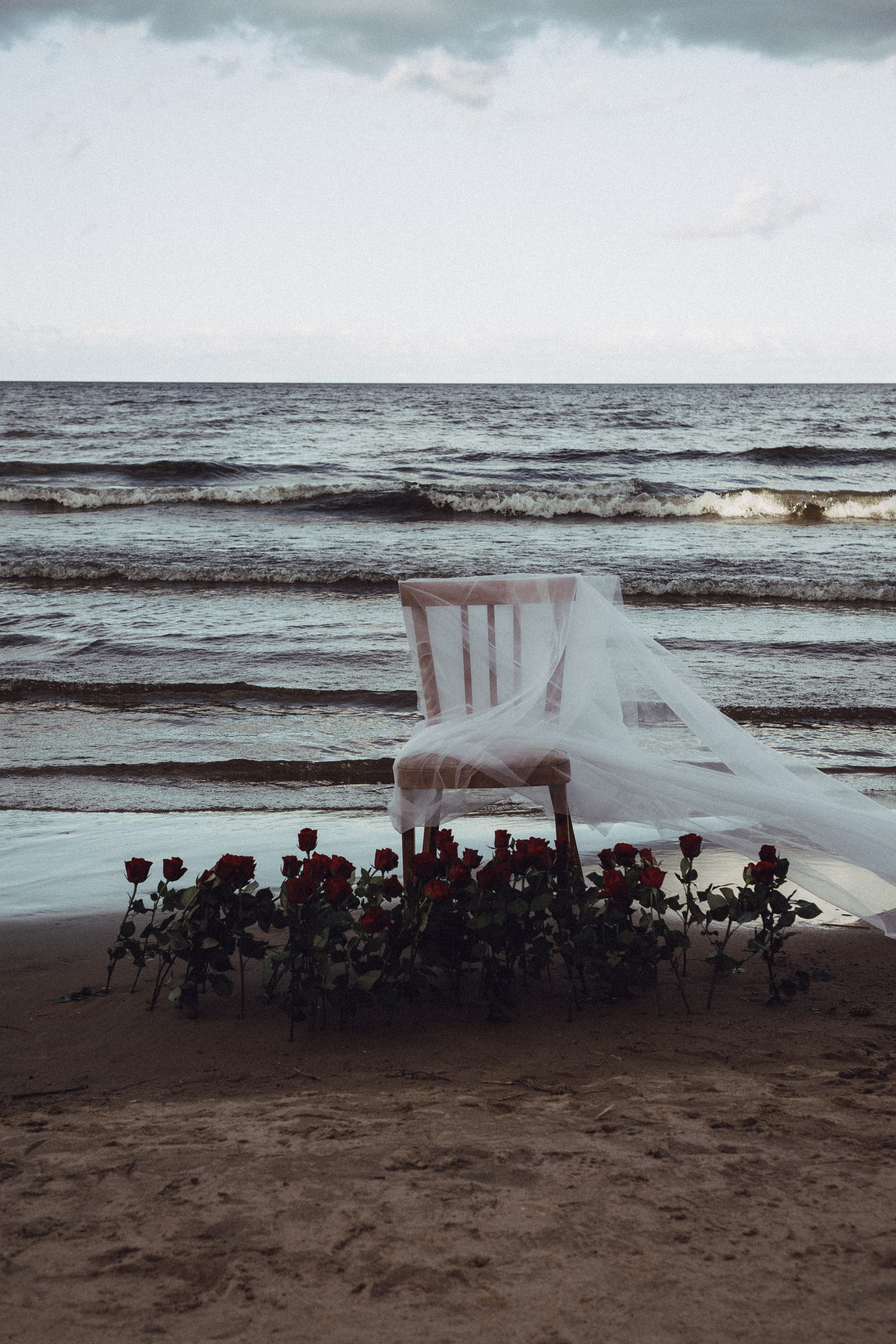 Розы. Профессиональный фотограф, Санкт-Петербург — Виктория Богомолова