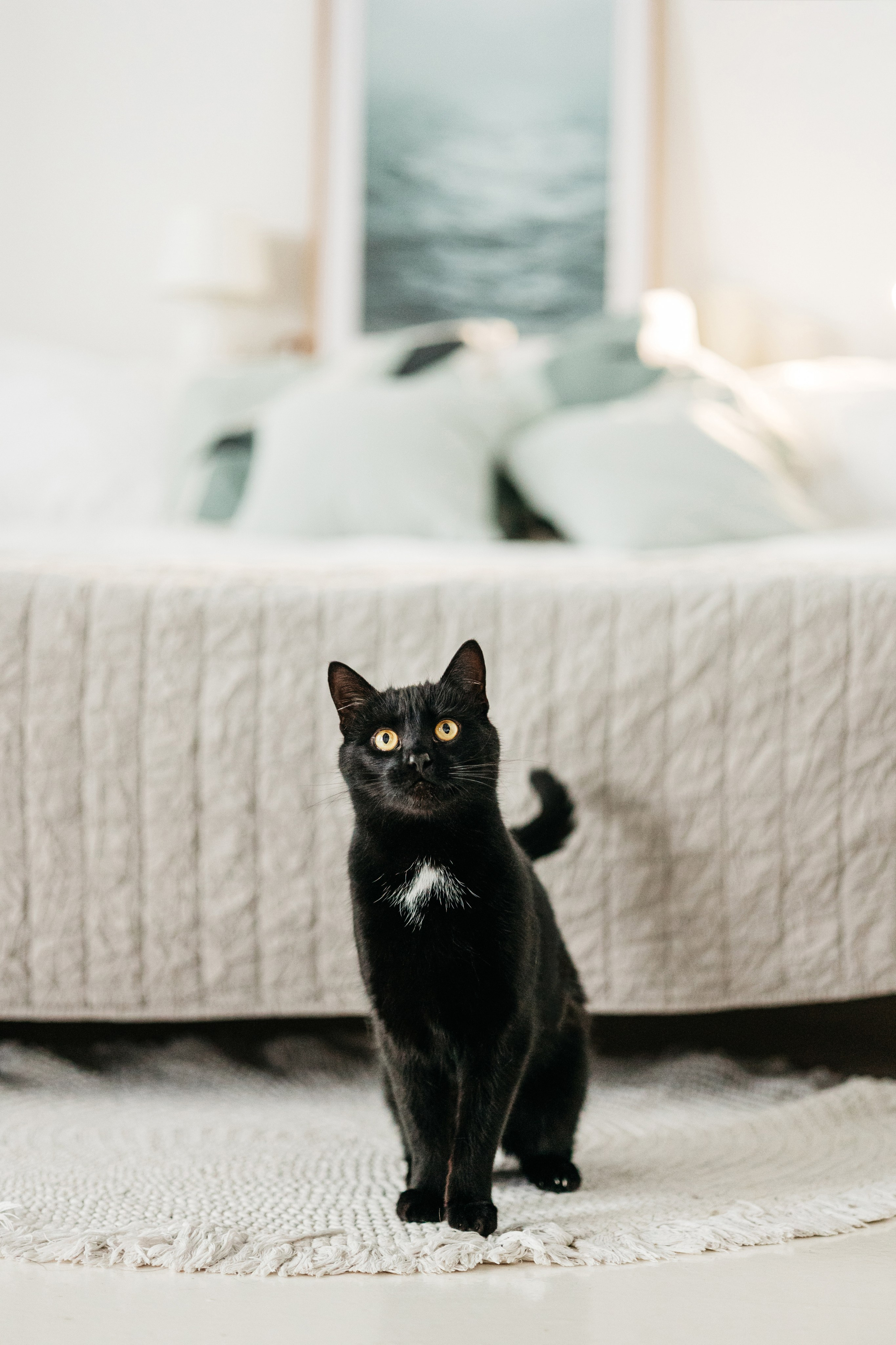 Кузя. Фотограф-анималист Елена Радченко, Москва