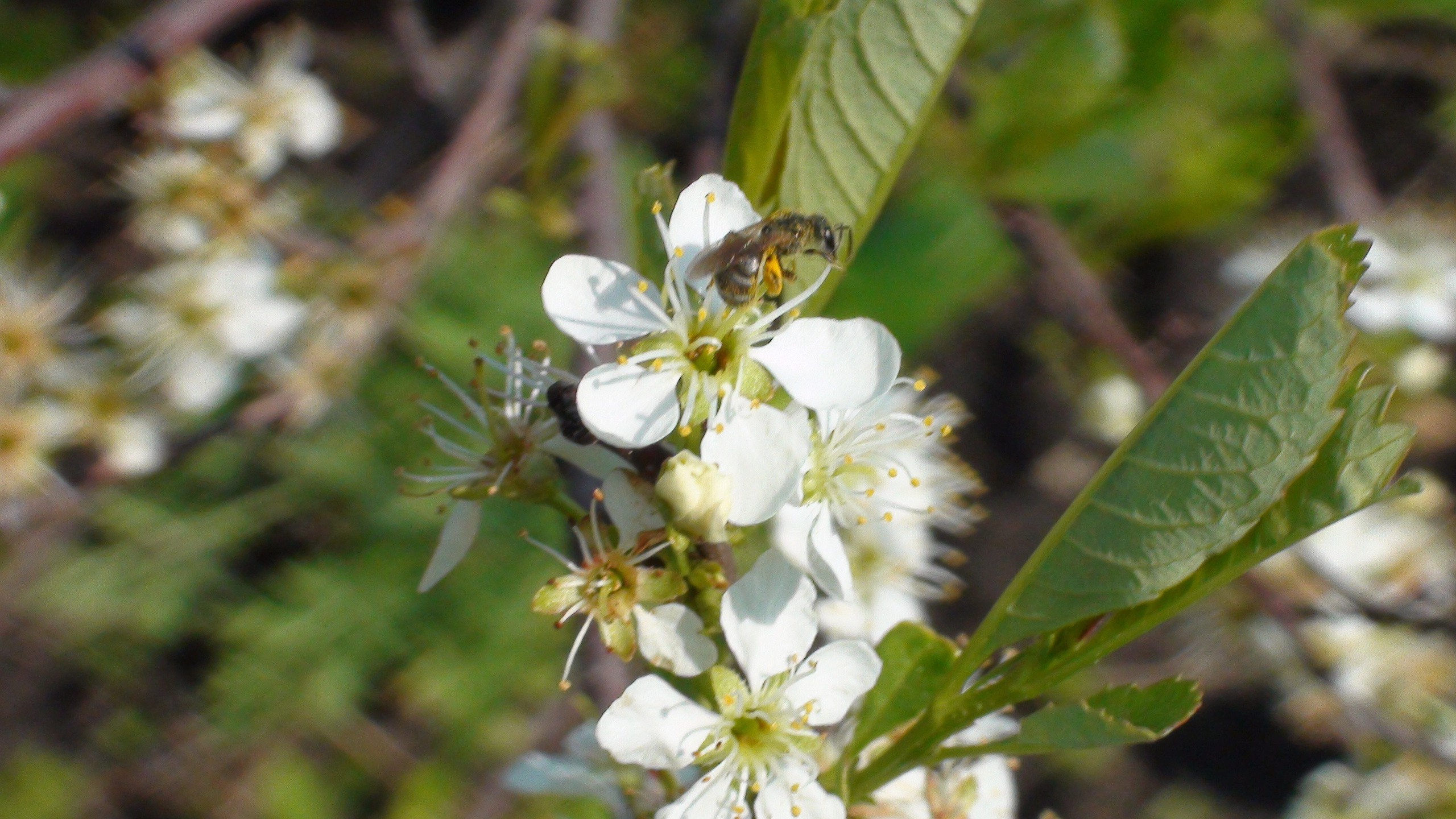 Дача 07.06.2009. Семейный, Свадебный фотограф СПБ Питер— Романова Екатерина