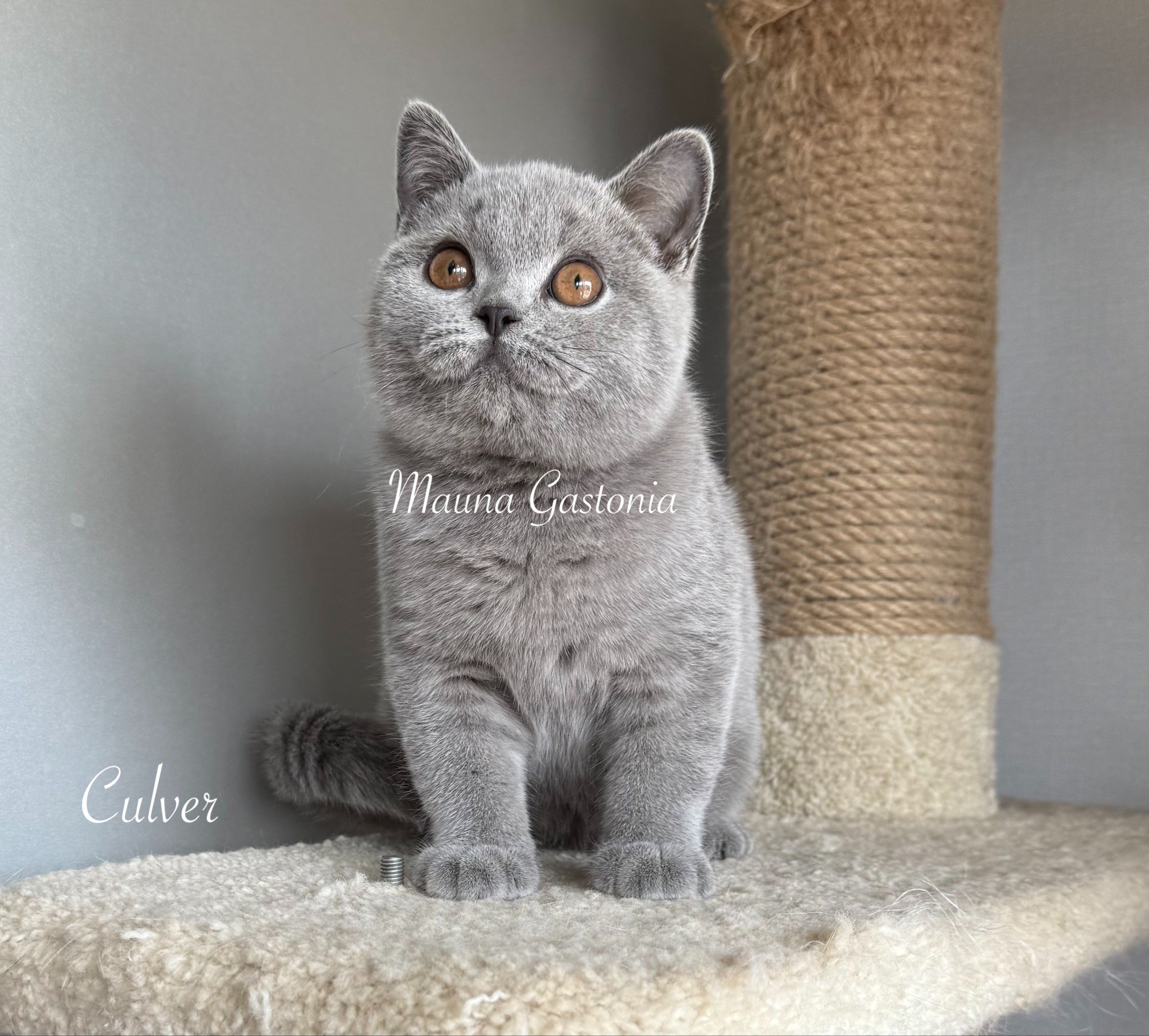 Culver. Mauna Gastonia