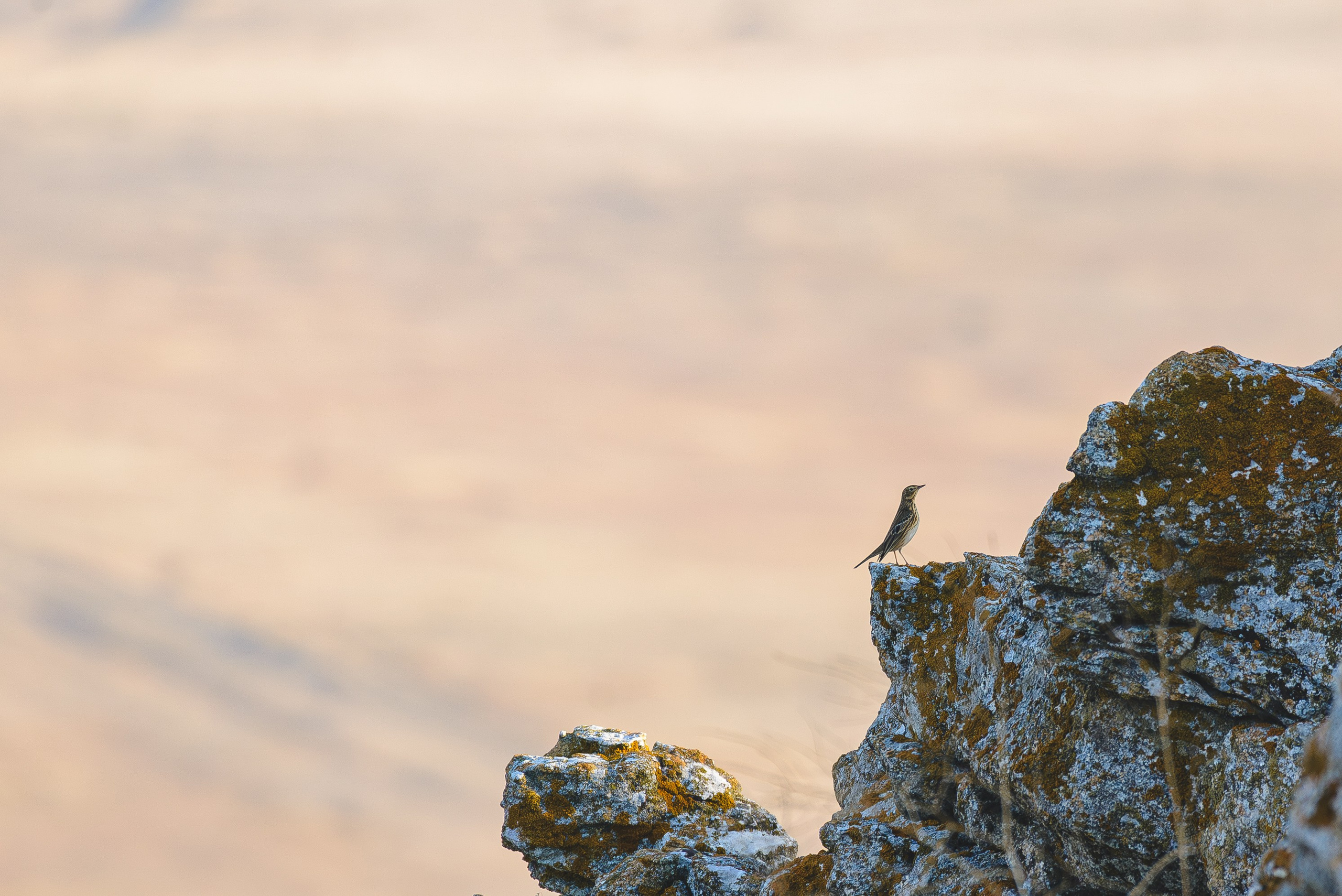 Универсальный фотограф в Крыму