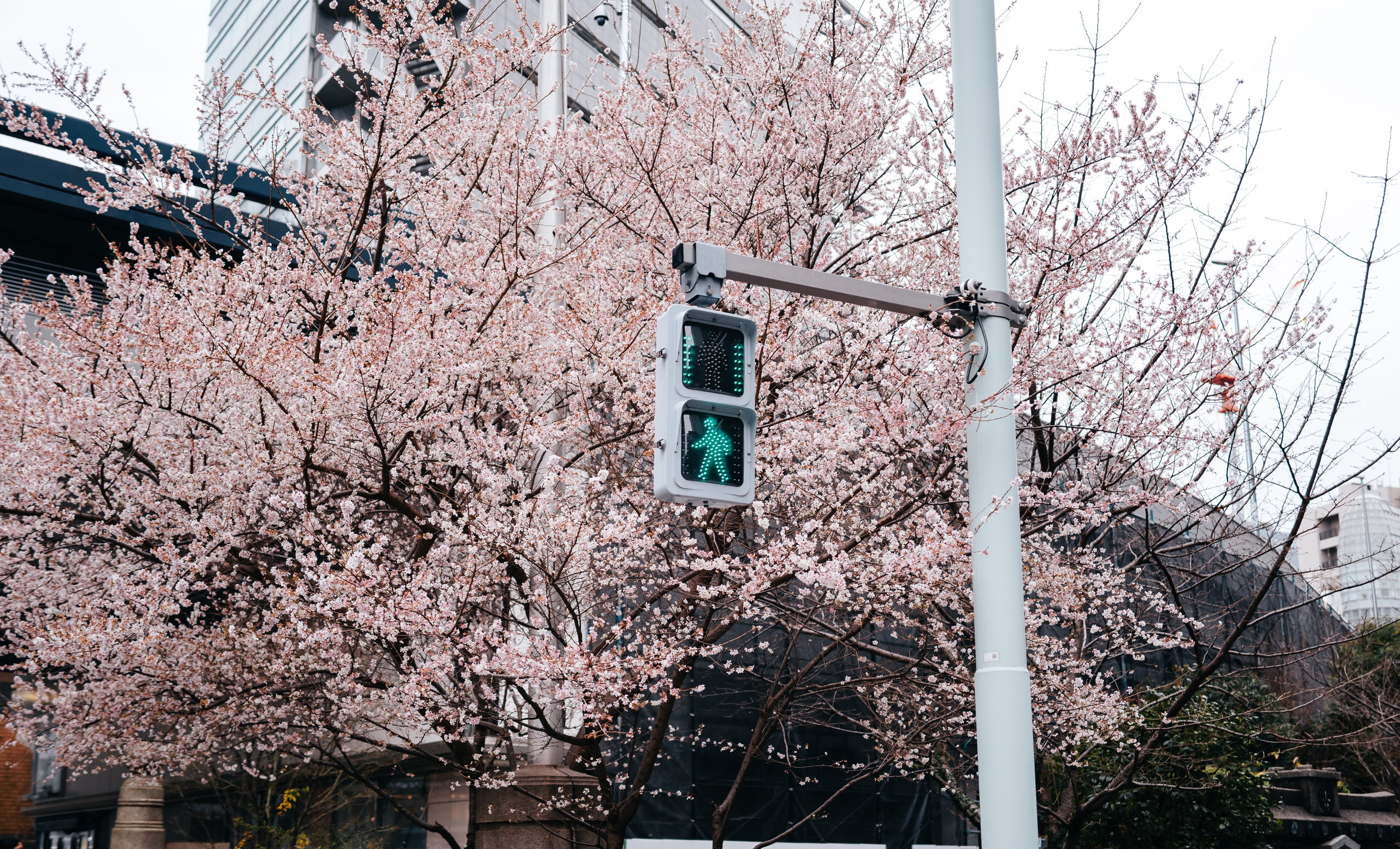 Japan/Япония. @tomrus: Рустам Шагиморданов — фотограф