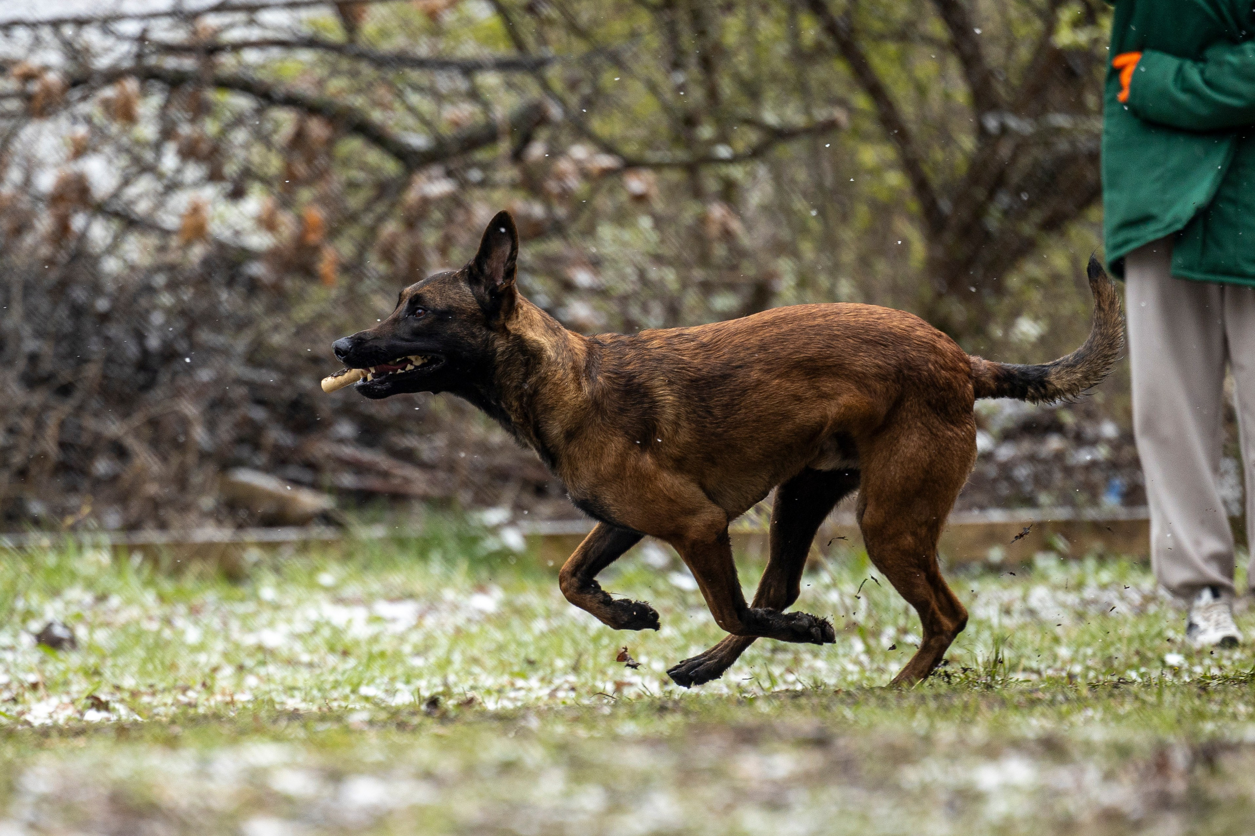 Квалификационные состязания по мондьорингу г. Вологда 11.05.24. Фотограф-анималист Анна Маринич