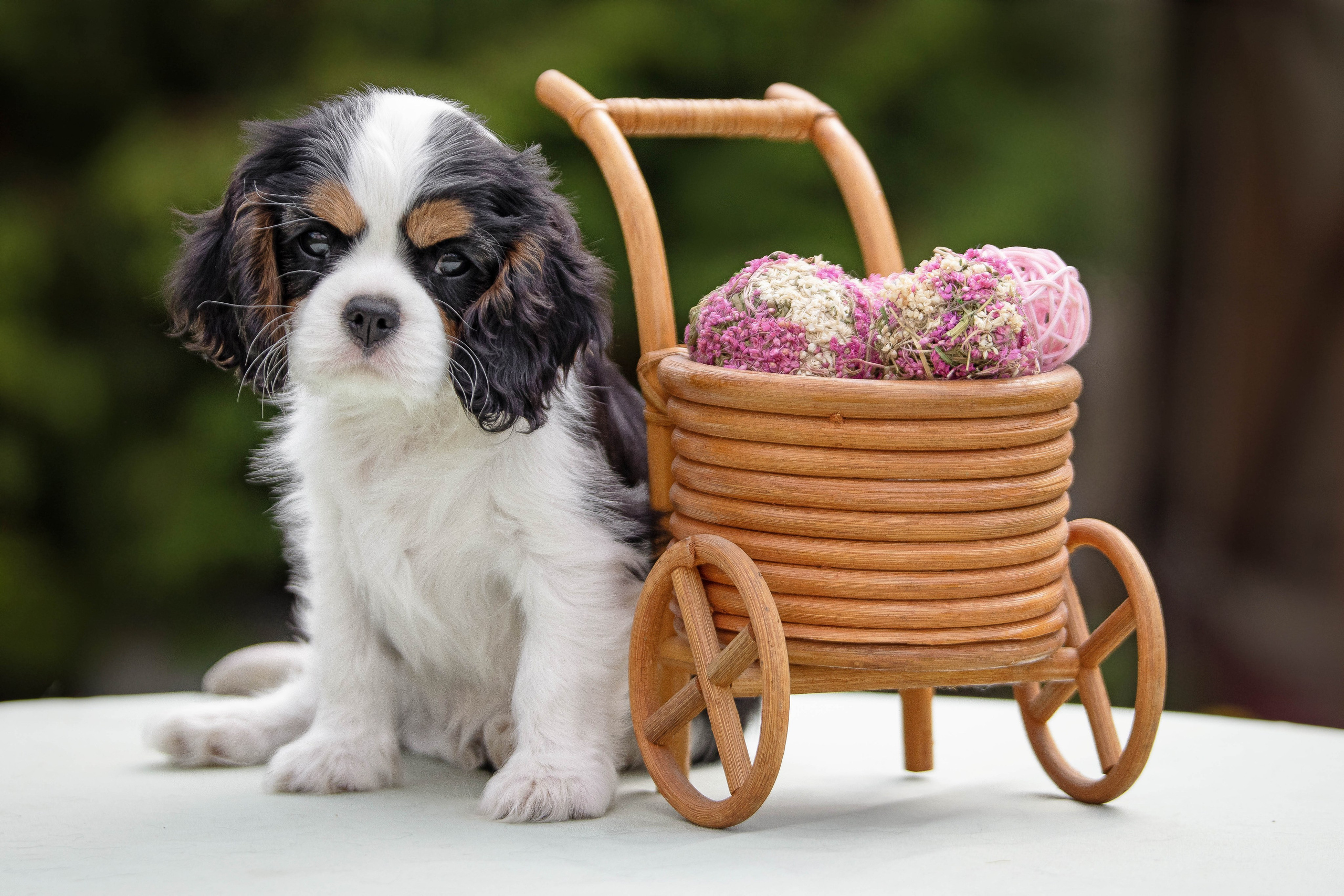 КАВАЛЕР КИНГ ЧАРЛЬЗ СПАНИЕЛЬ. Юлия Микульская. Рыбинск