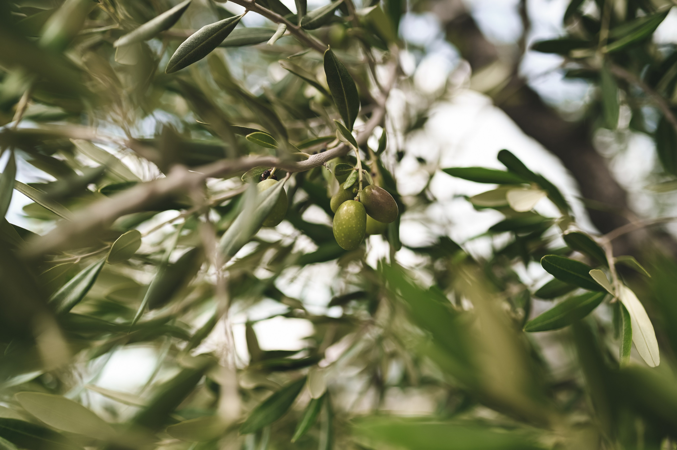 Дима и Полина. Mriya & Гурзуф. Свадебный фотограф. Крым и дальше!
