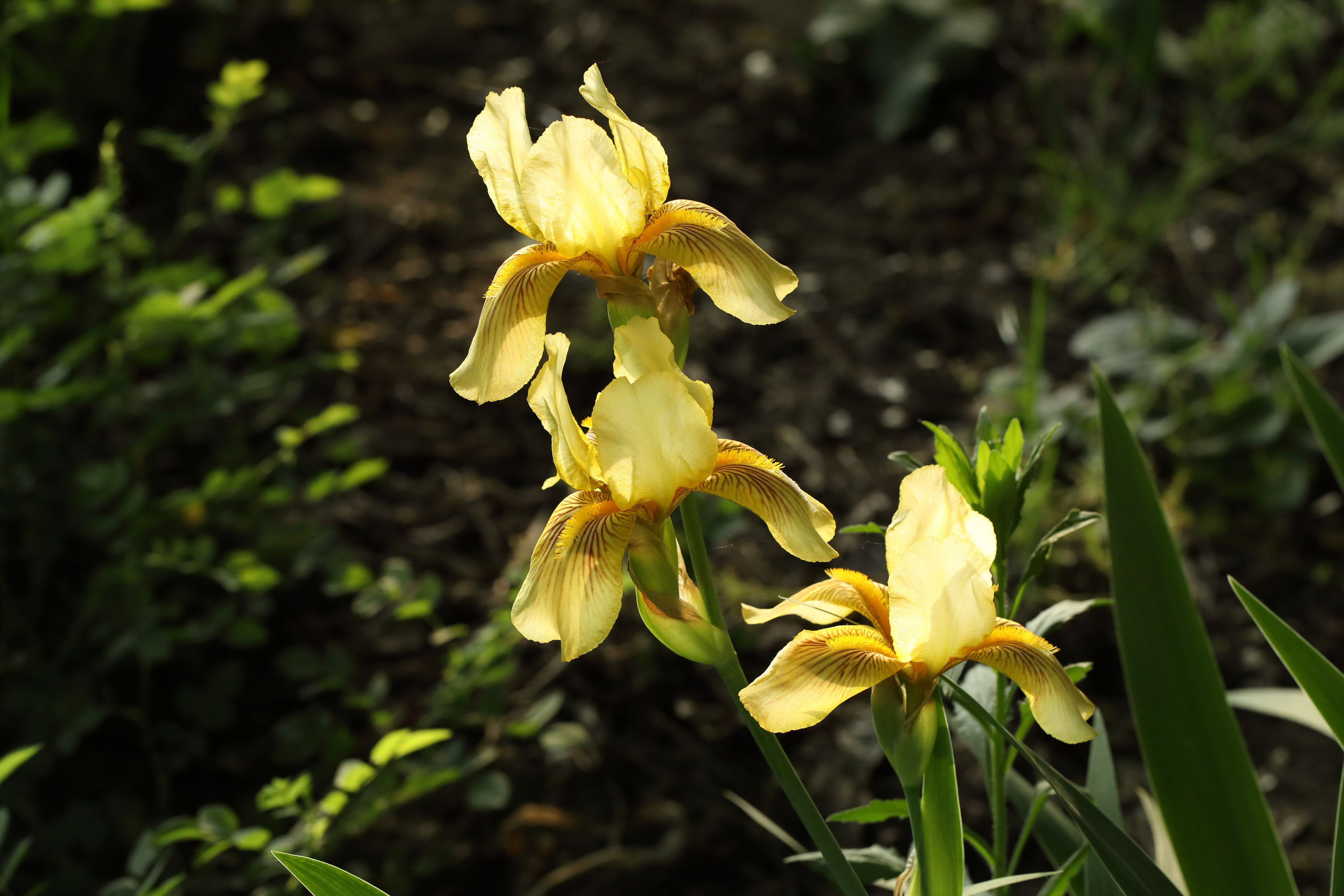 Цветы моего города. Фото-художник и Репортажный фотограф Николаев Александр Алексеевич