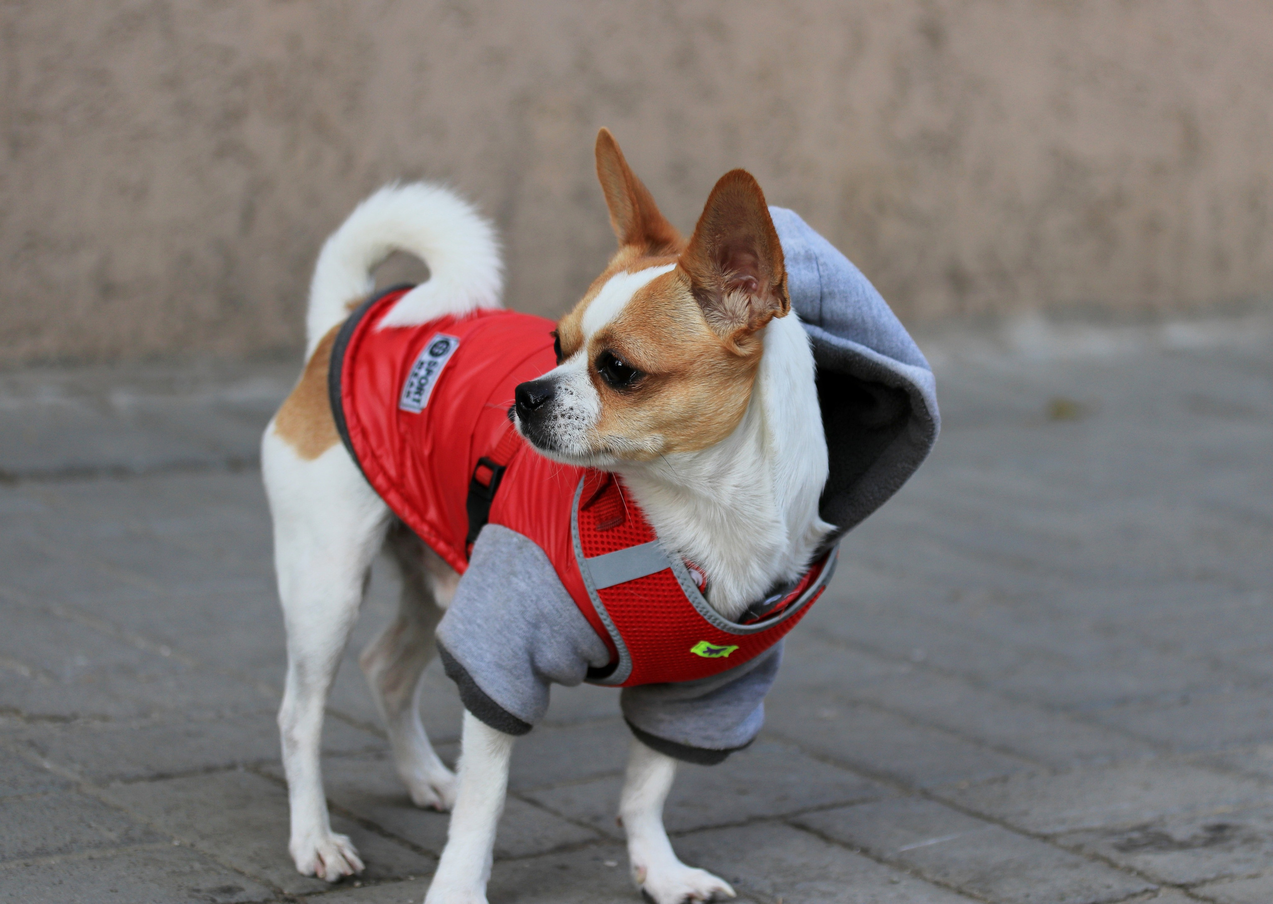 Домашние животные-Собаки. Фото-художник и Репортажный фотограф Николаев Александр Алексеевич