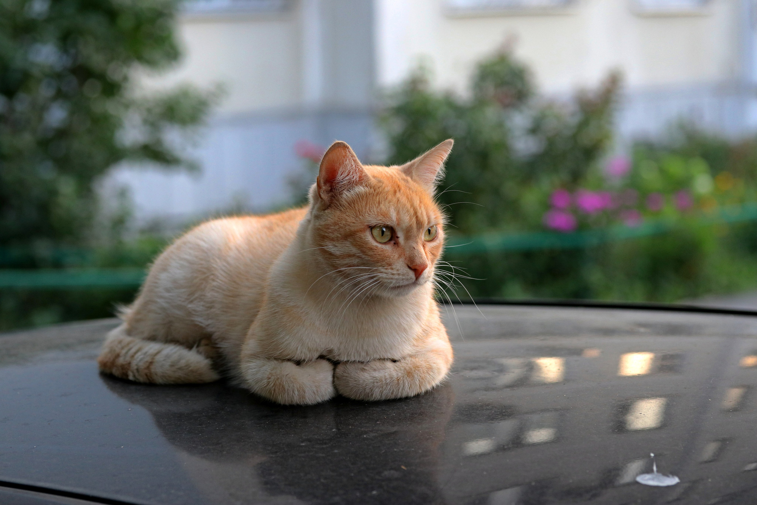 Домашние животные-Кошки. Фото-художник и Репортажный фотограф Николаев Александр Алексеевич
