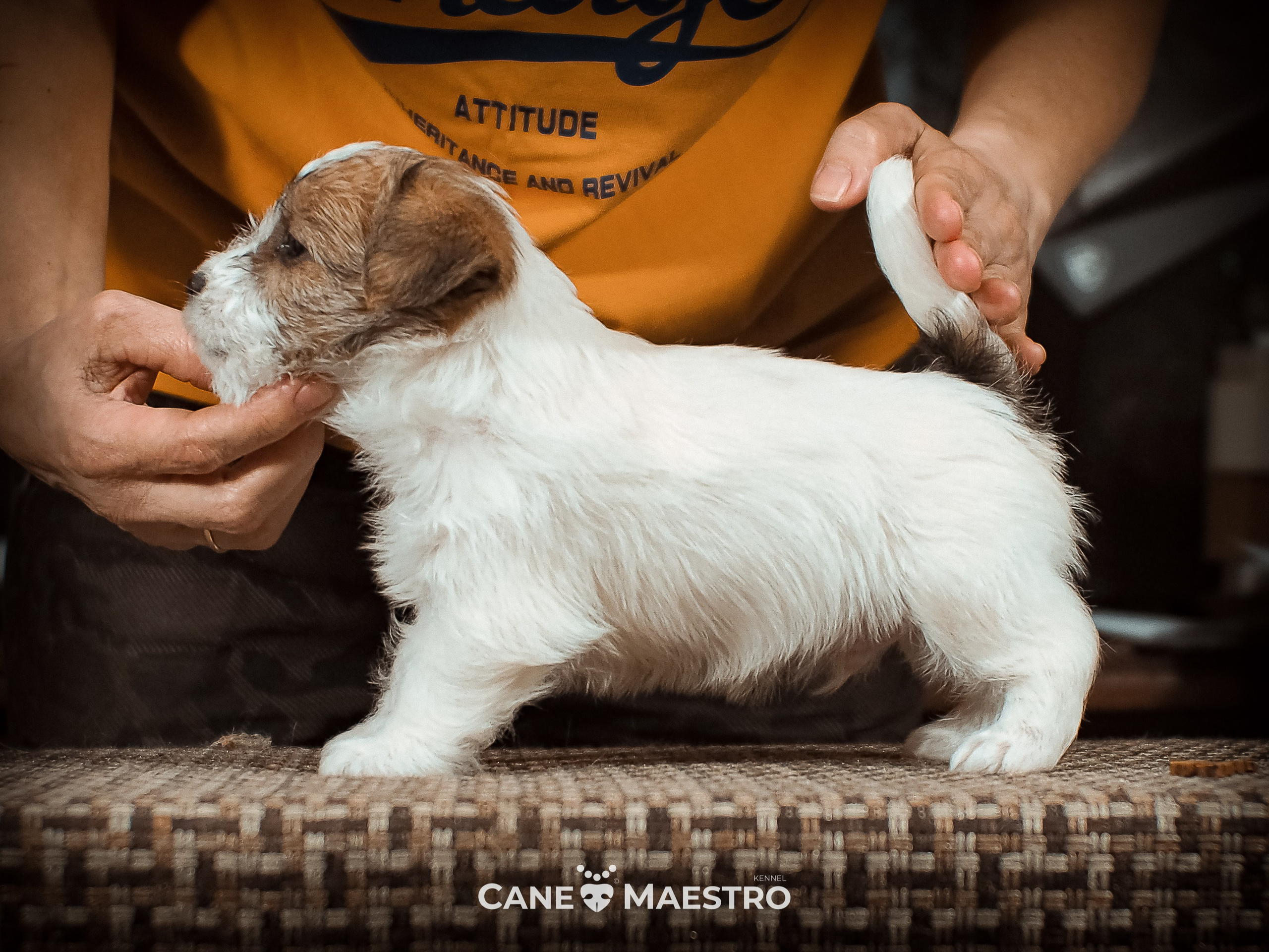 КОБ_2_Б_21_01_25. CANE MAESTRO — kennel Jack Russell Terrier