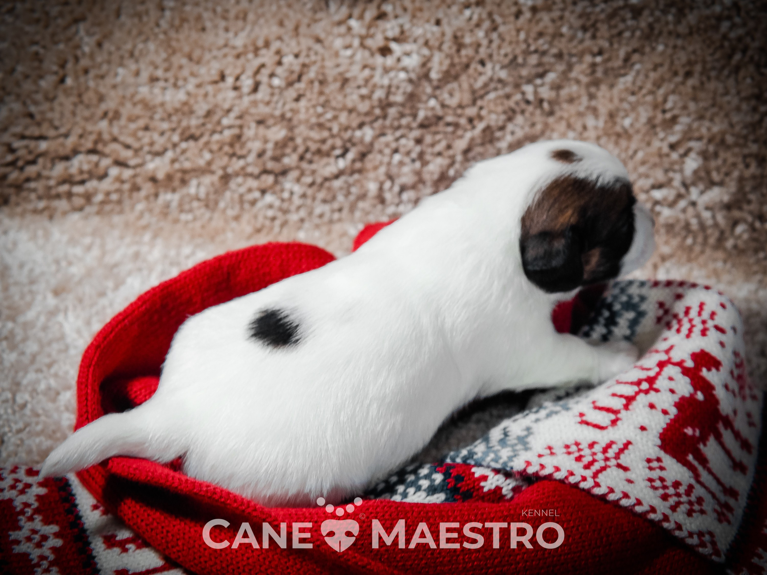 3_Девочка_СНЕЖНАЯ_Ц. CANE MAESTRO — kennel Jack Russell Terrier
