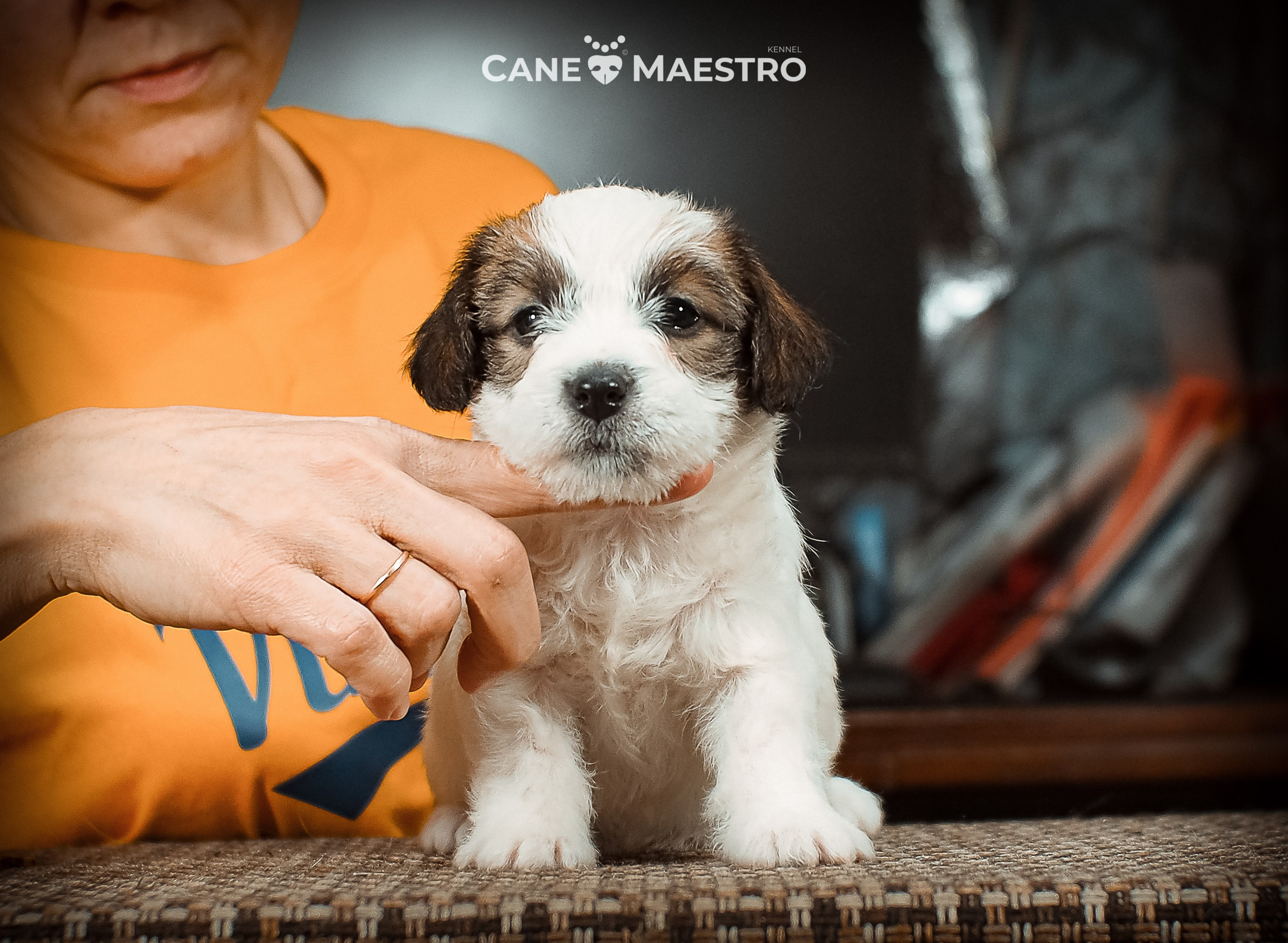 Сук_21_12_25. CANE MAESTRO — kennel Jack Russell Terrier