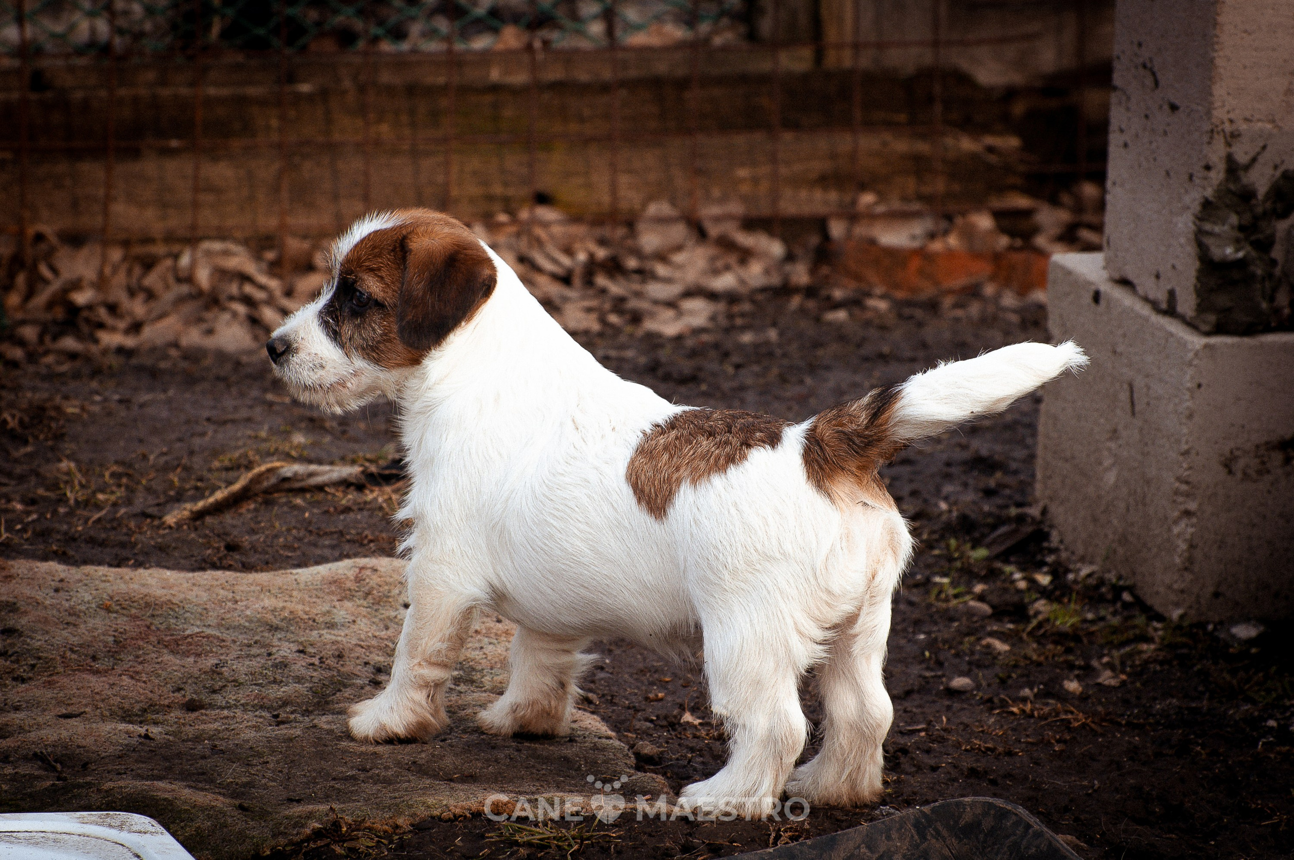 Мальчик 2. Кобель бело-рыжий. Джек рассел терьер щенок. КАНЕ МАЭСТРО — питомник Джек рассел терьеров