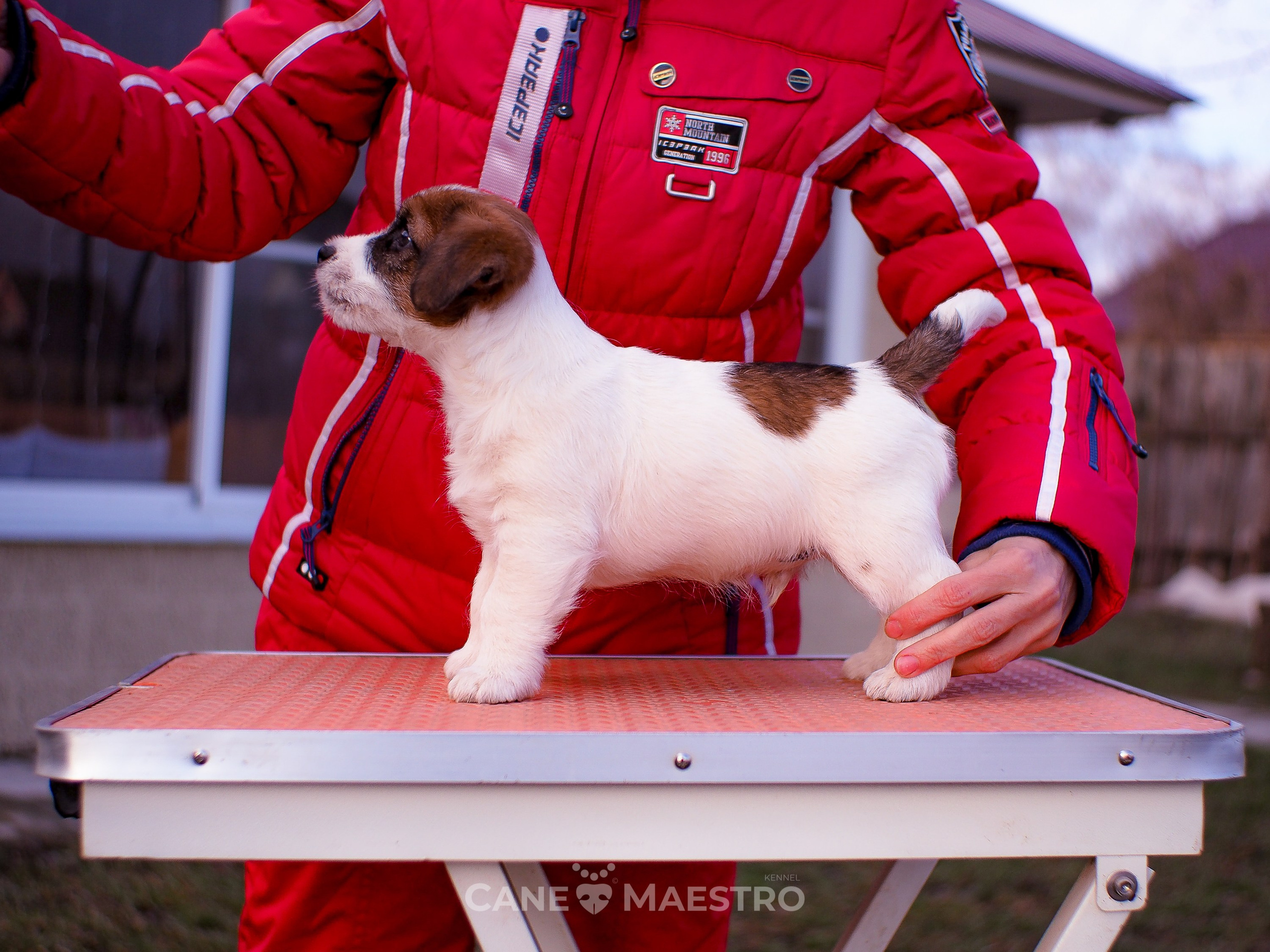 Мальчик 2. Кобель бело-рыжий. Джек рассел терьер щенок. КАНЕ МАЭСТРО — питомник Джек рассел терьеров
