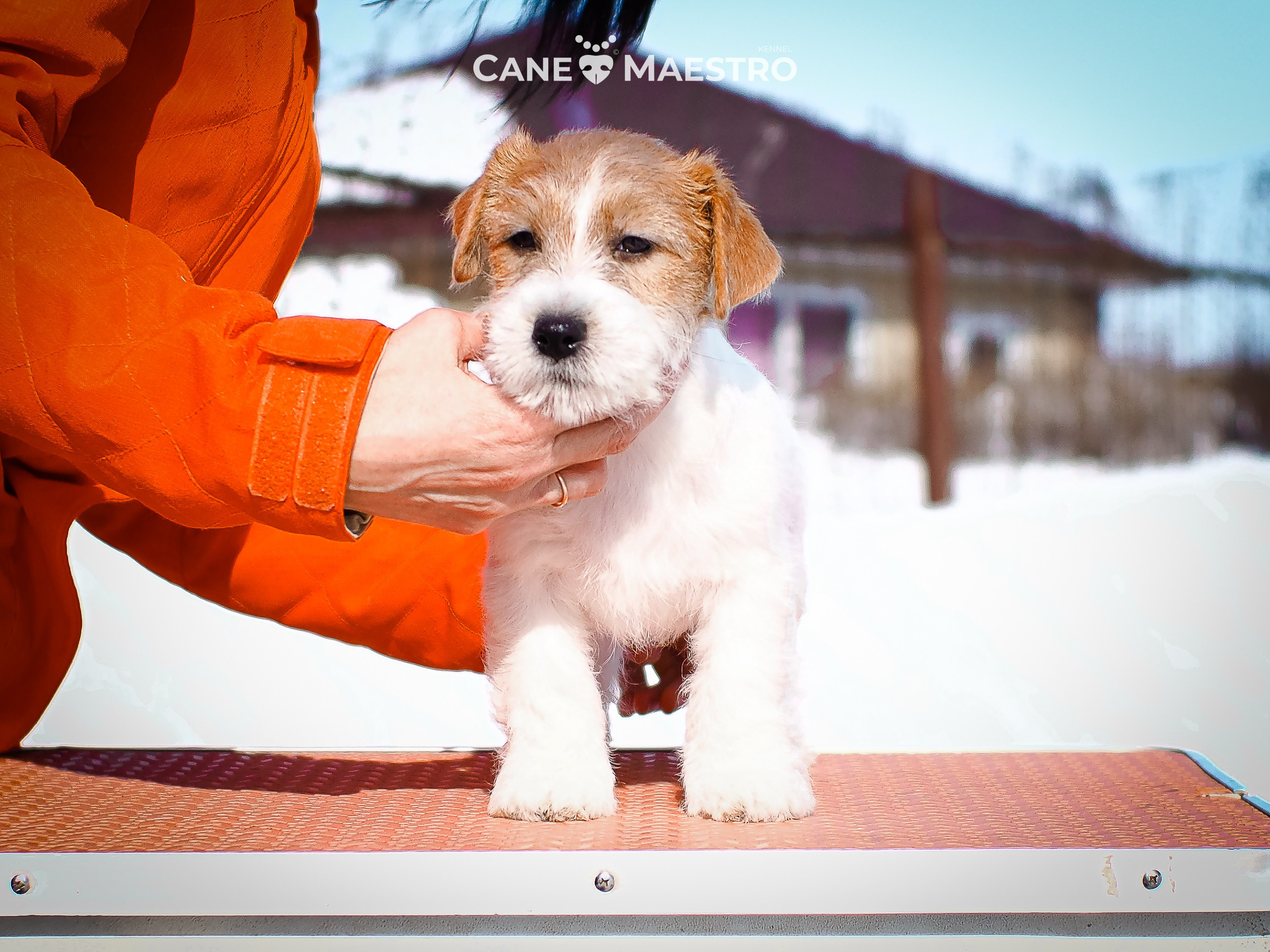 КОБ_2_Б_21_01_25. CANE MAESTRO — kennel Jack Russell Terrier