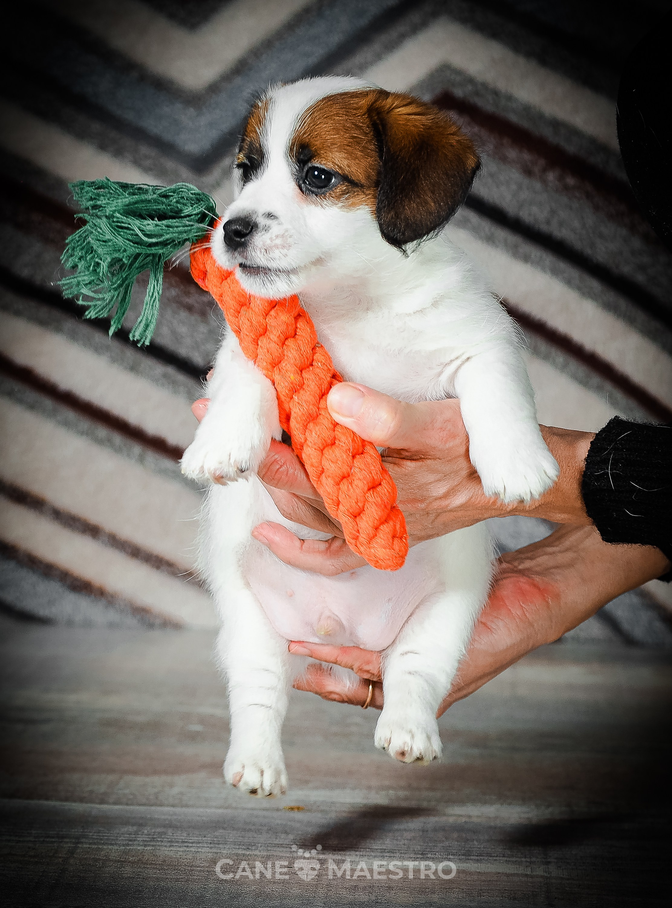 1КОБЛ_МОНОКЛЬ_Ц_ЛИТТЕР. CANE MAESTRO — kennel Jack Russell Terrier