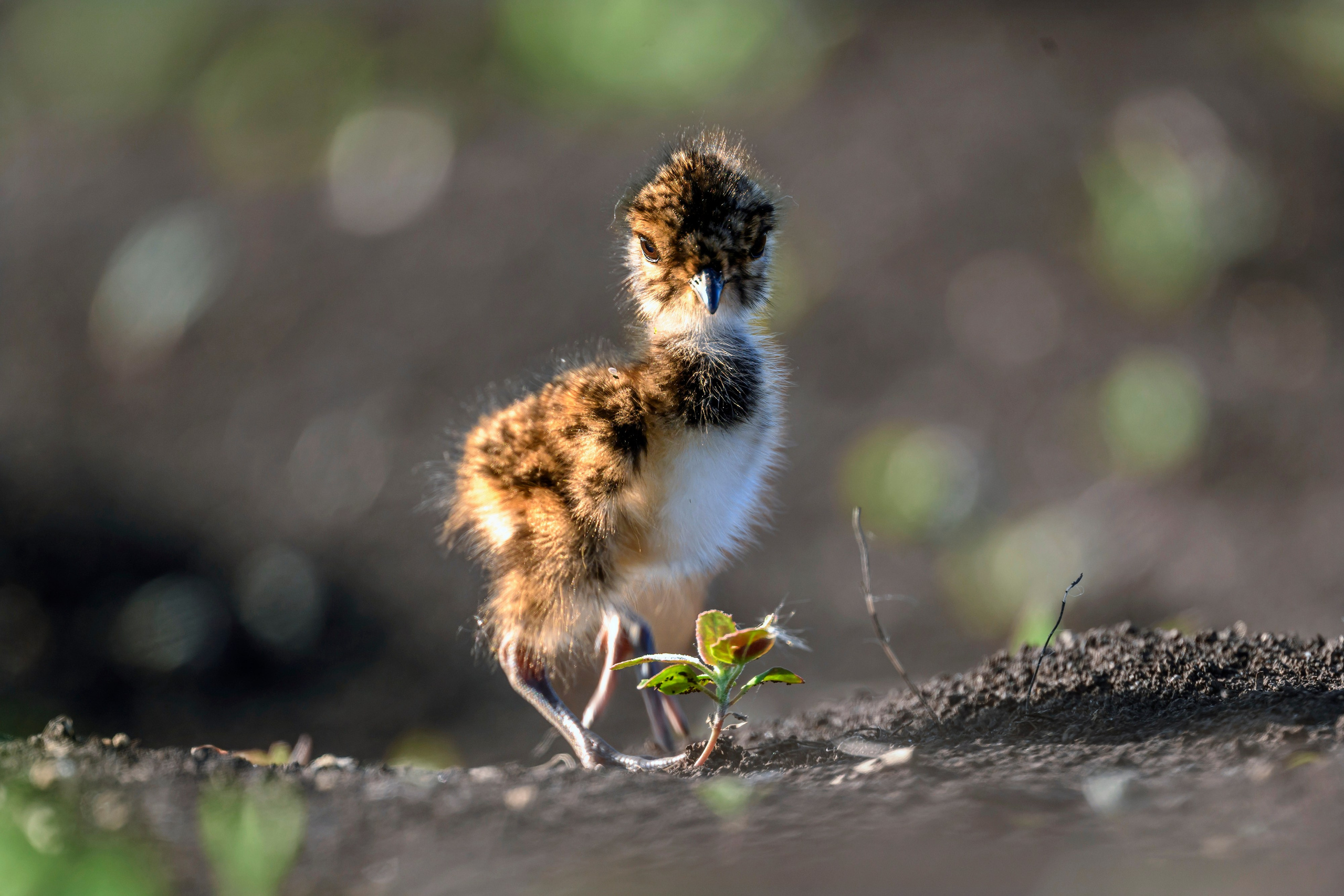 Неуловимый Джо. Коростель. Wildlife photography by Sergey Puponin