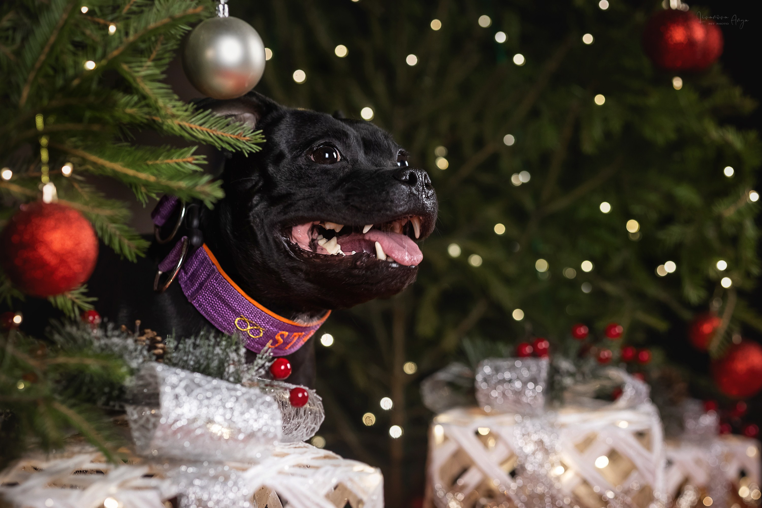 Фотодень_3 2025. Фотограф анималист Аня Ливанова | Рыбинск