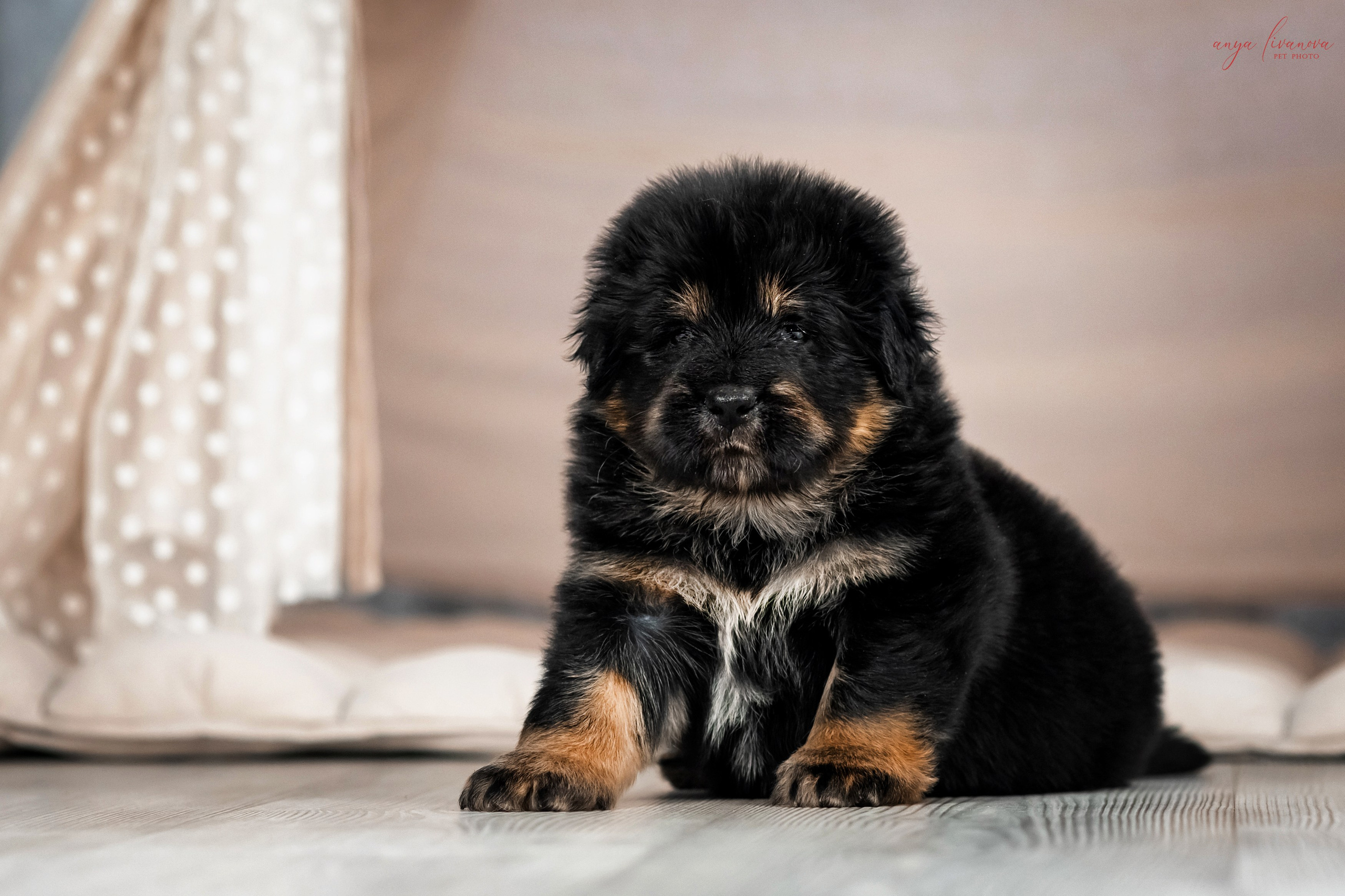 Тибеты. Фотограф анималист Аня Ливанова | Рыбинск