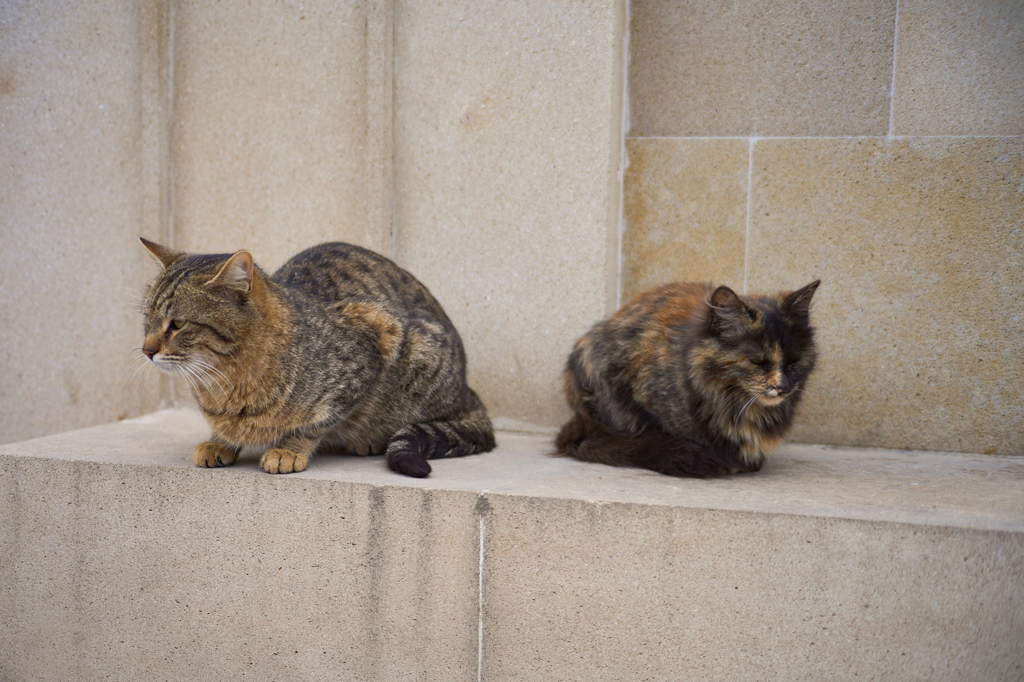 Баку, май 2025. Фотограф, Римма Невинская