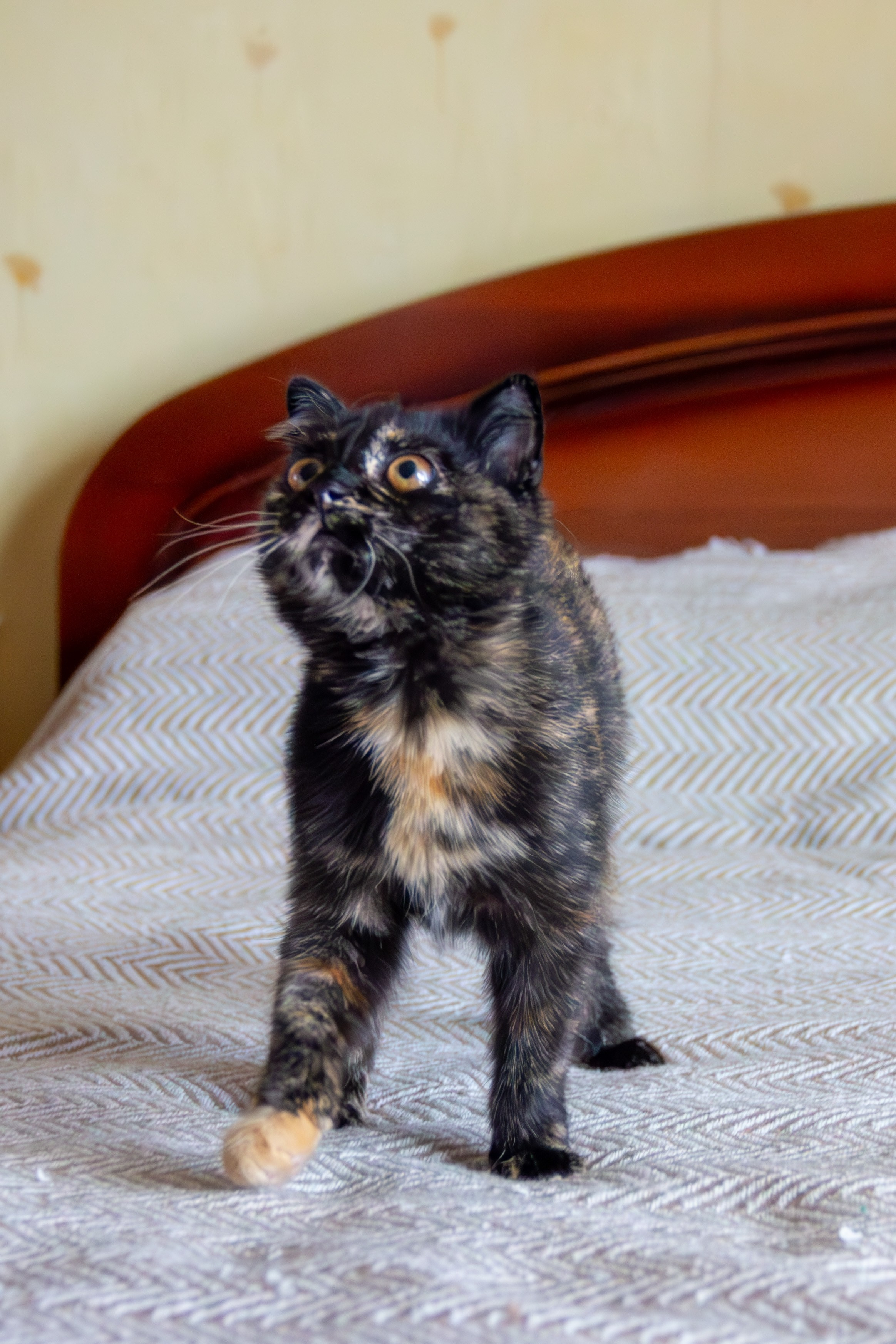 Котёнок Соня. Фотозаметки Лины Юговой | фотограф-анималист
